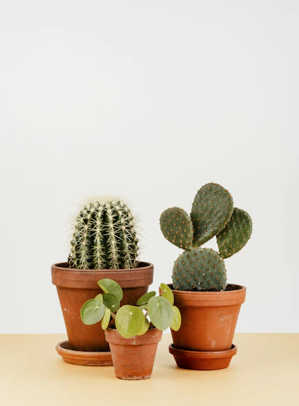 Small Cactus Plant in Terracotta Pot Boho Home Decor 2026