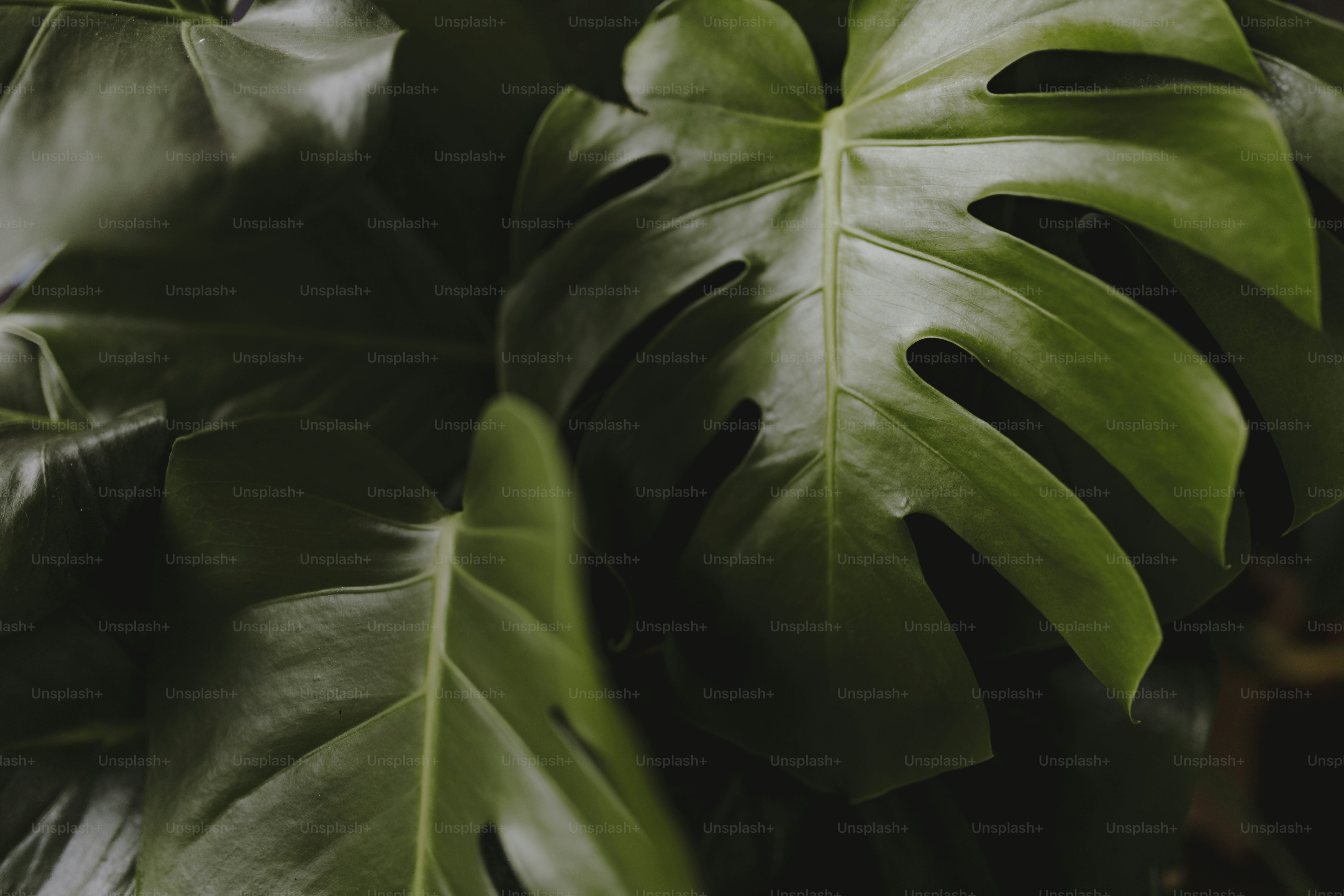 Closeup of split leaf philodendron