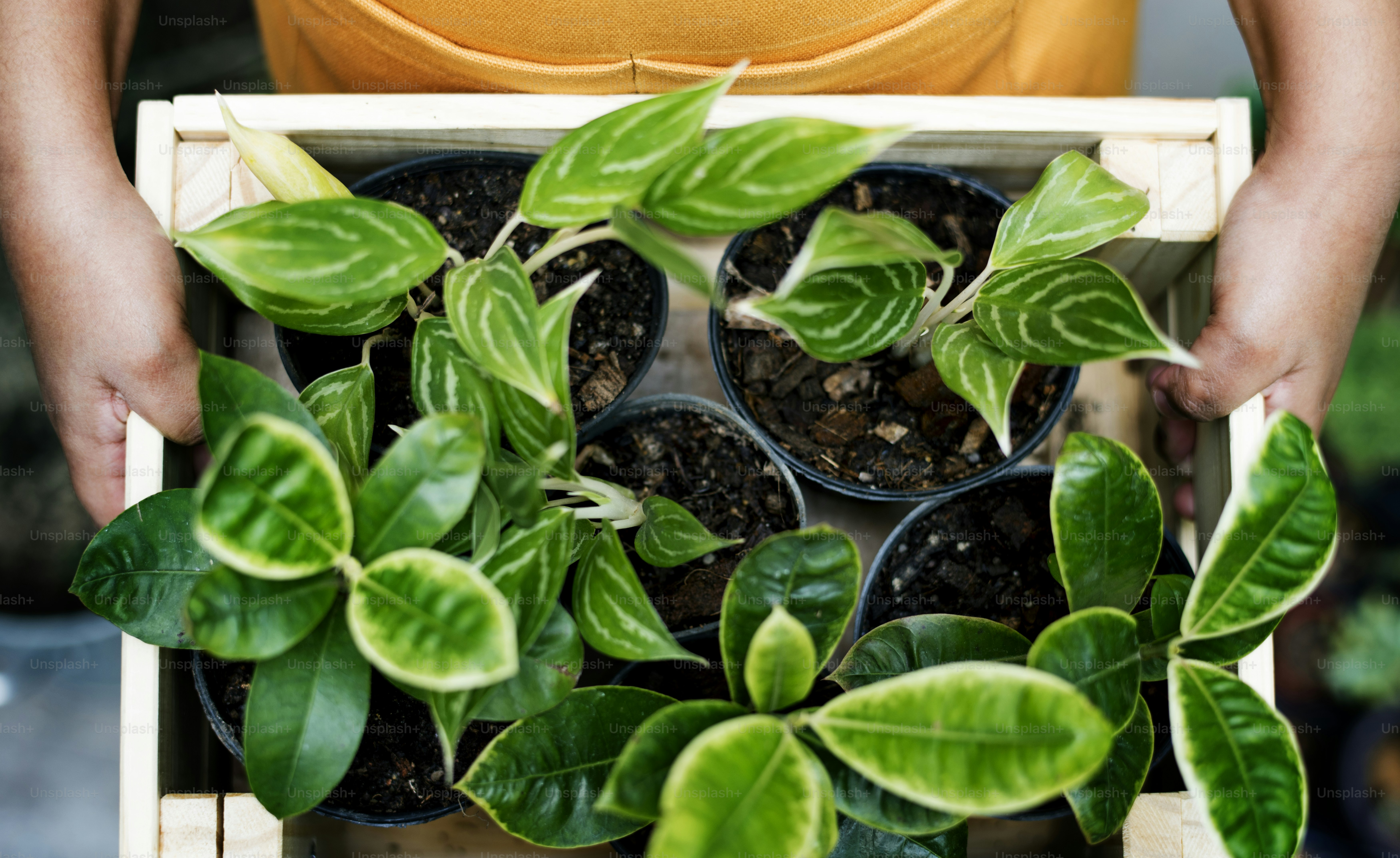 Primer plano de la planta de interior en una caja de madera