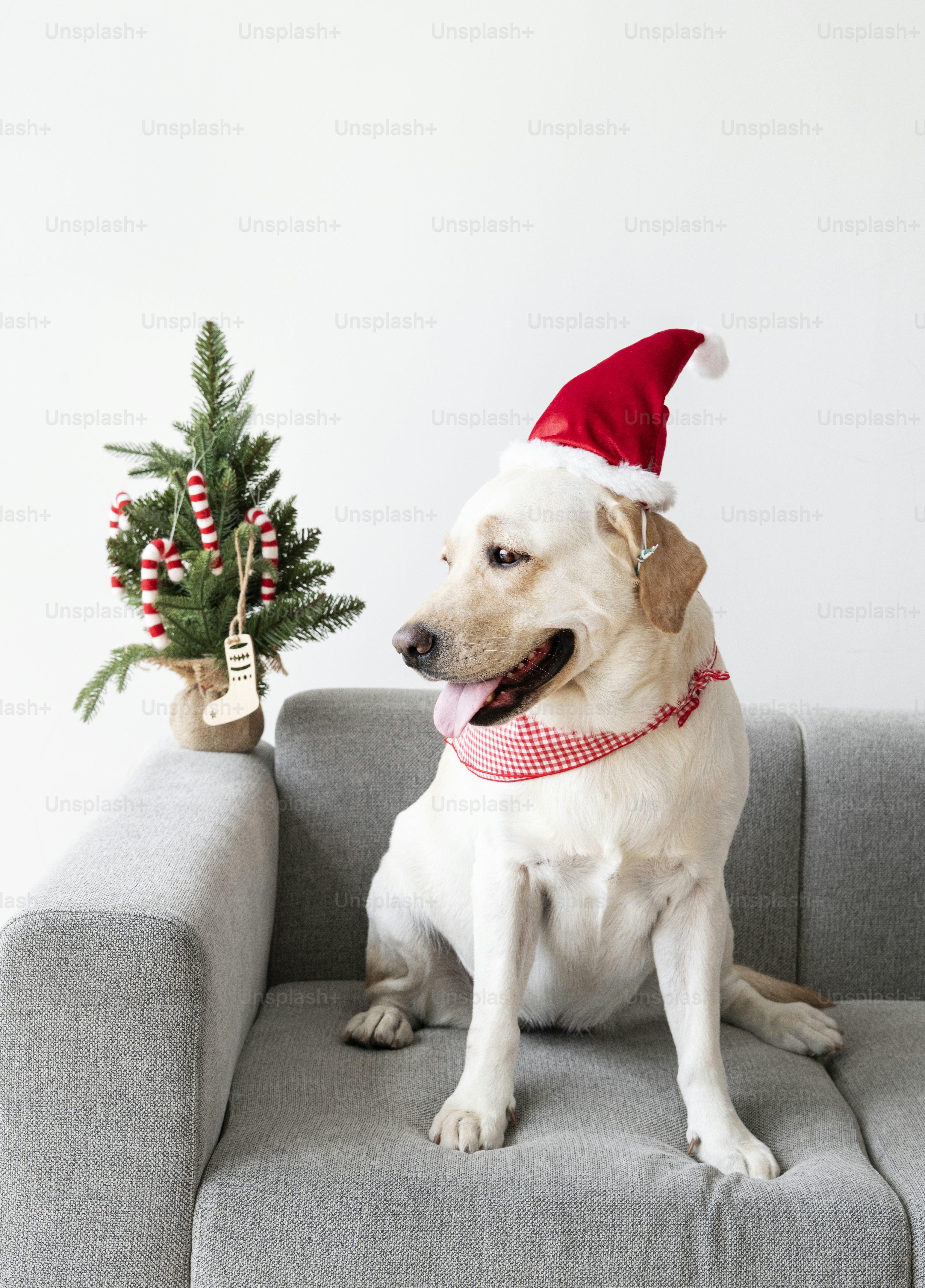Mignon Labrador Retriever portant un chapeau de Noël