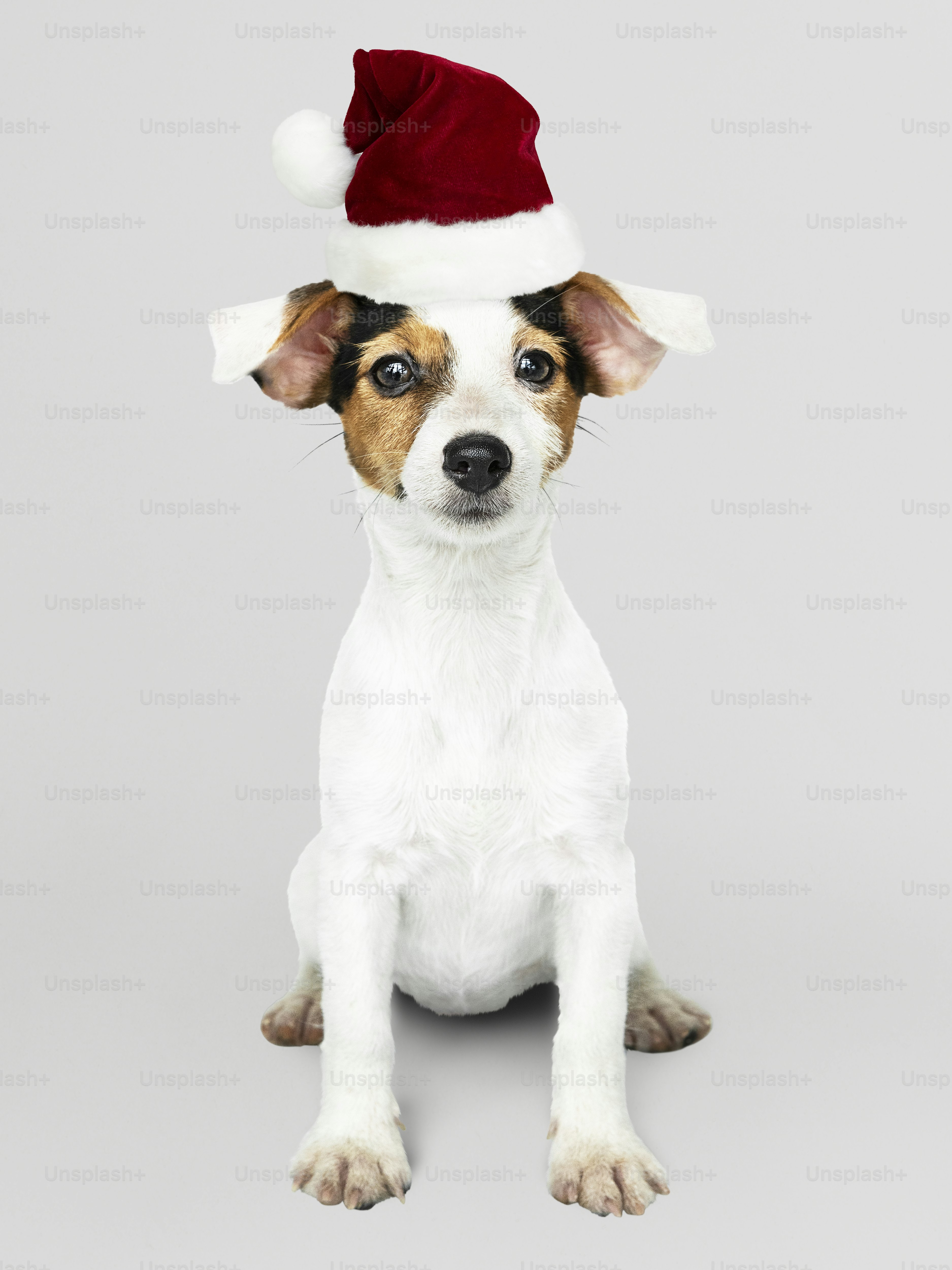 Adorable Jack Russell Retriever puppy wearing a Christmas hat