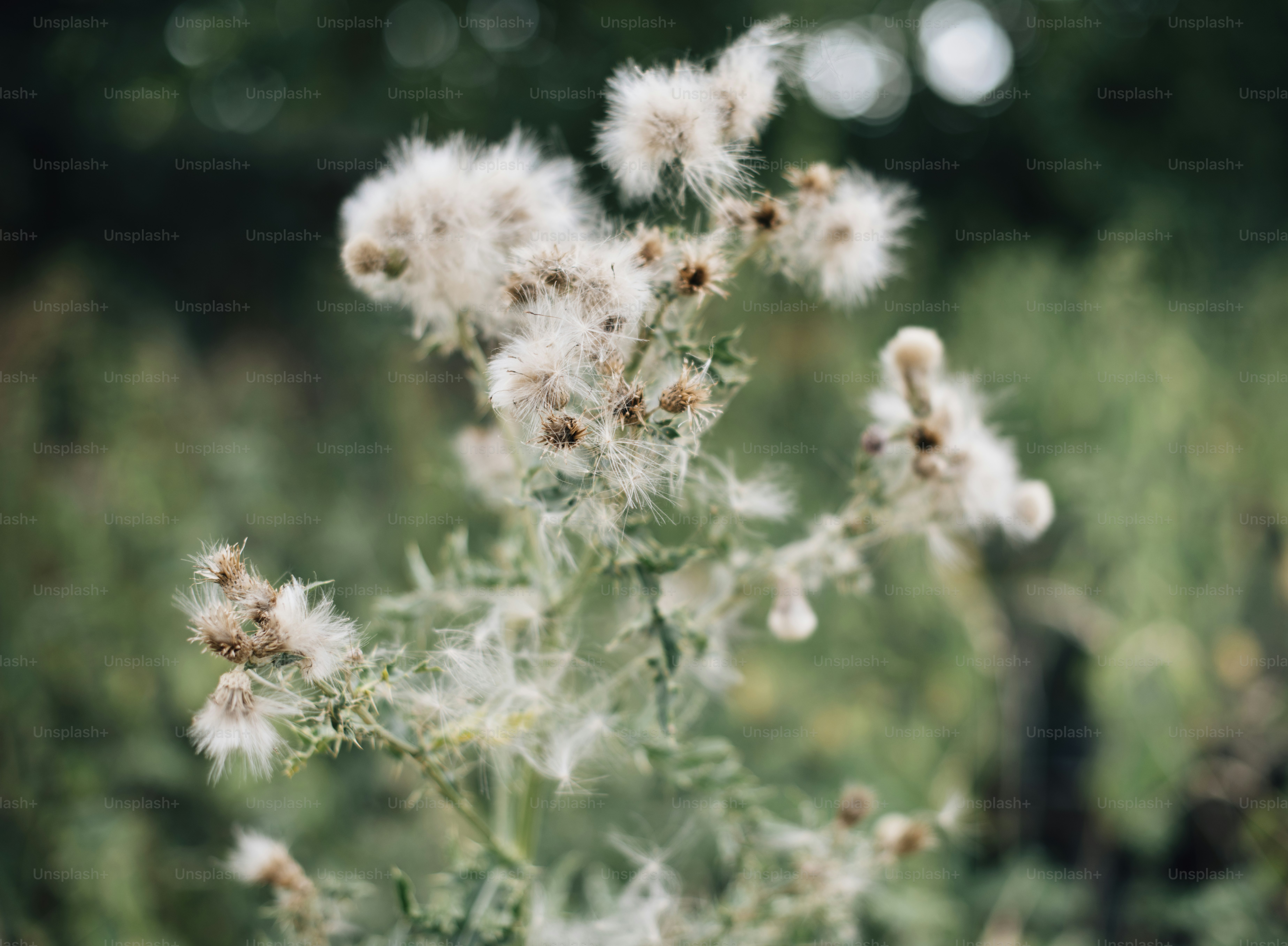 Closeup of dandelion flowers in a garden