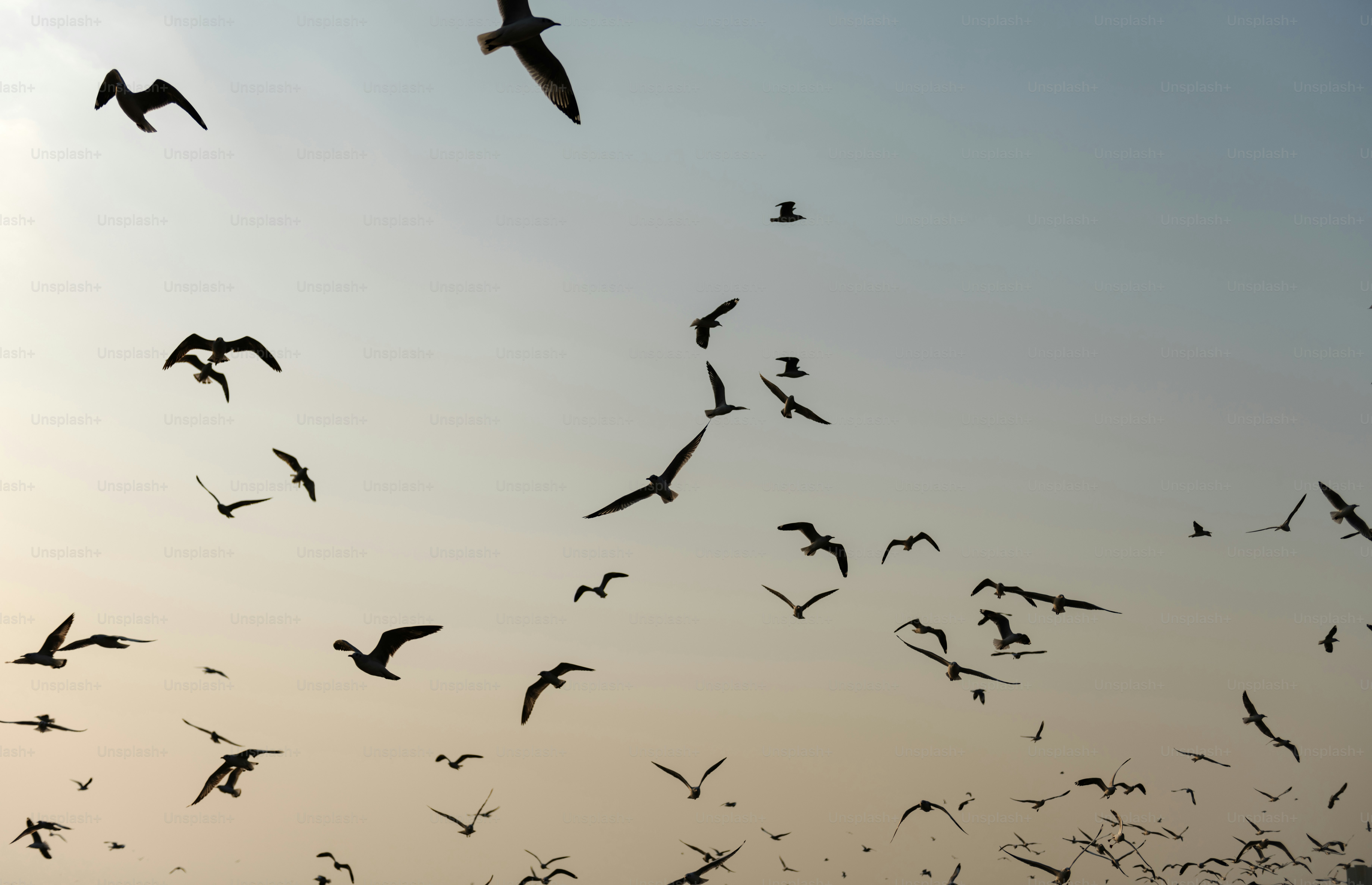 Flying seagulls in the sky