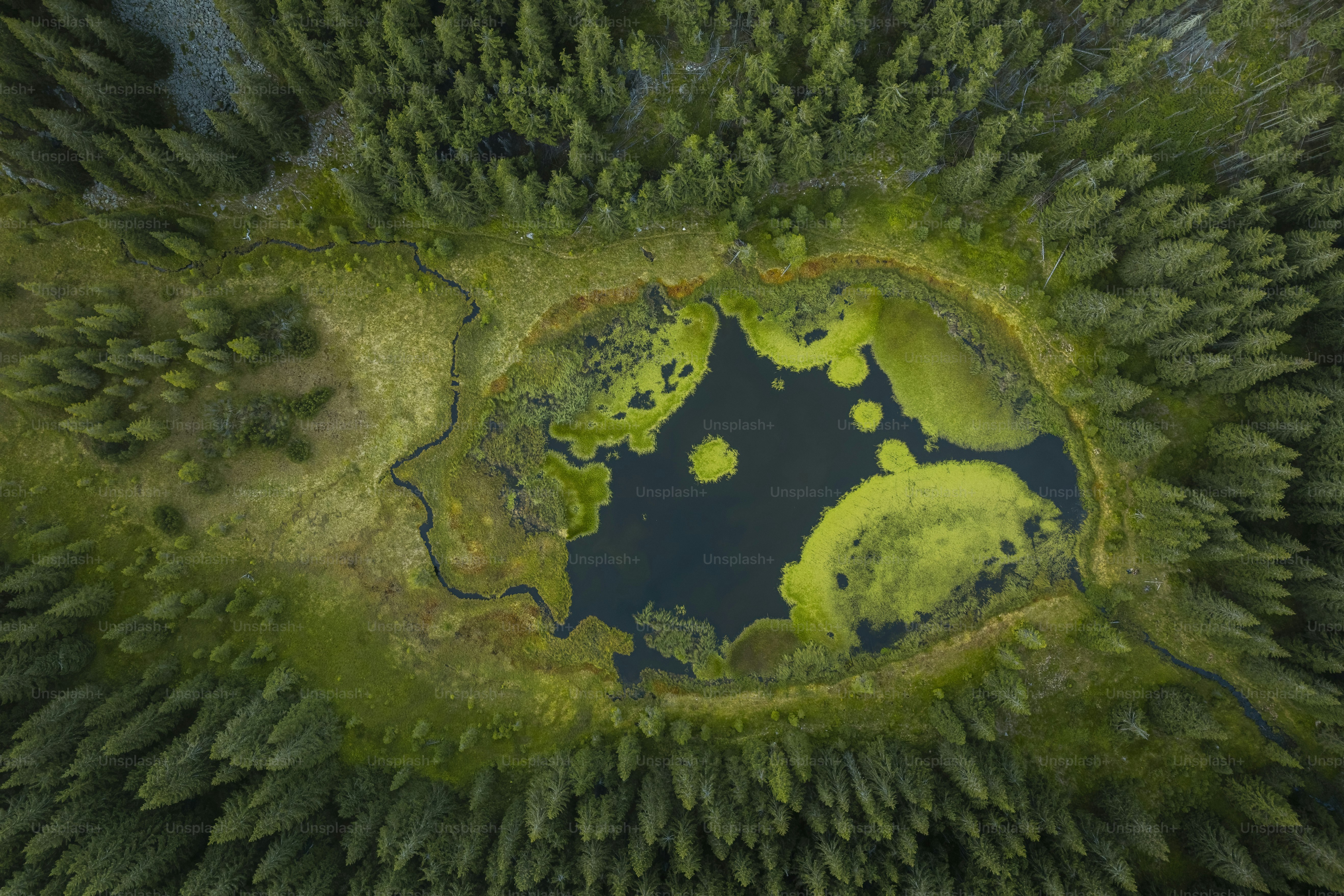 An aerial view of a lake surrounded by trees