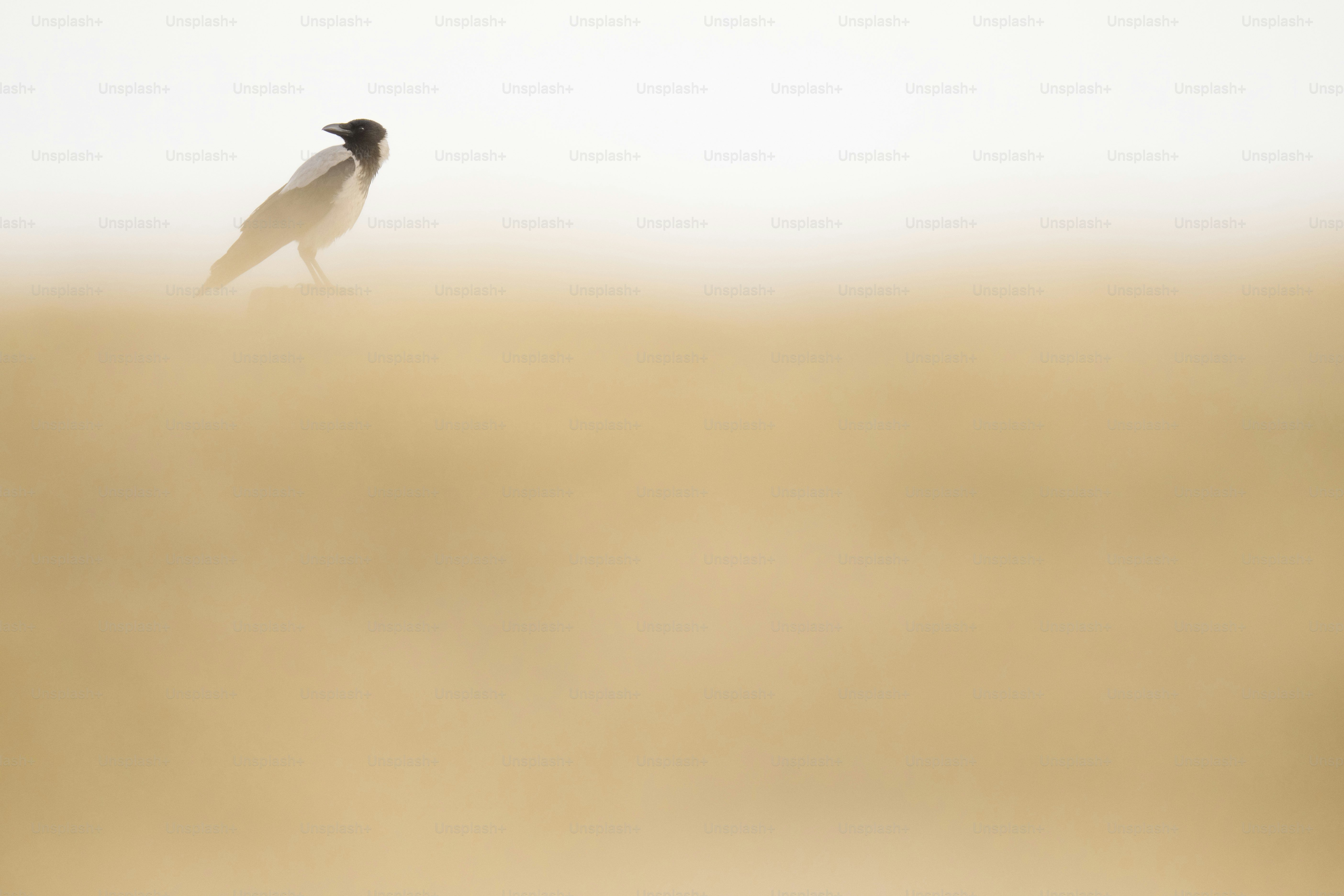 枯れ草原の上に立つ小鳥