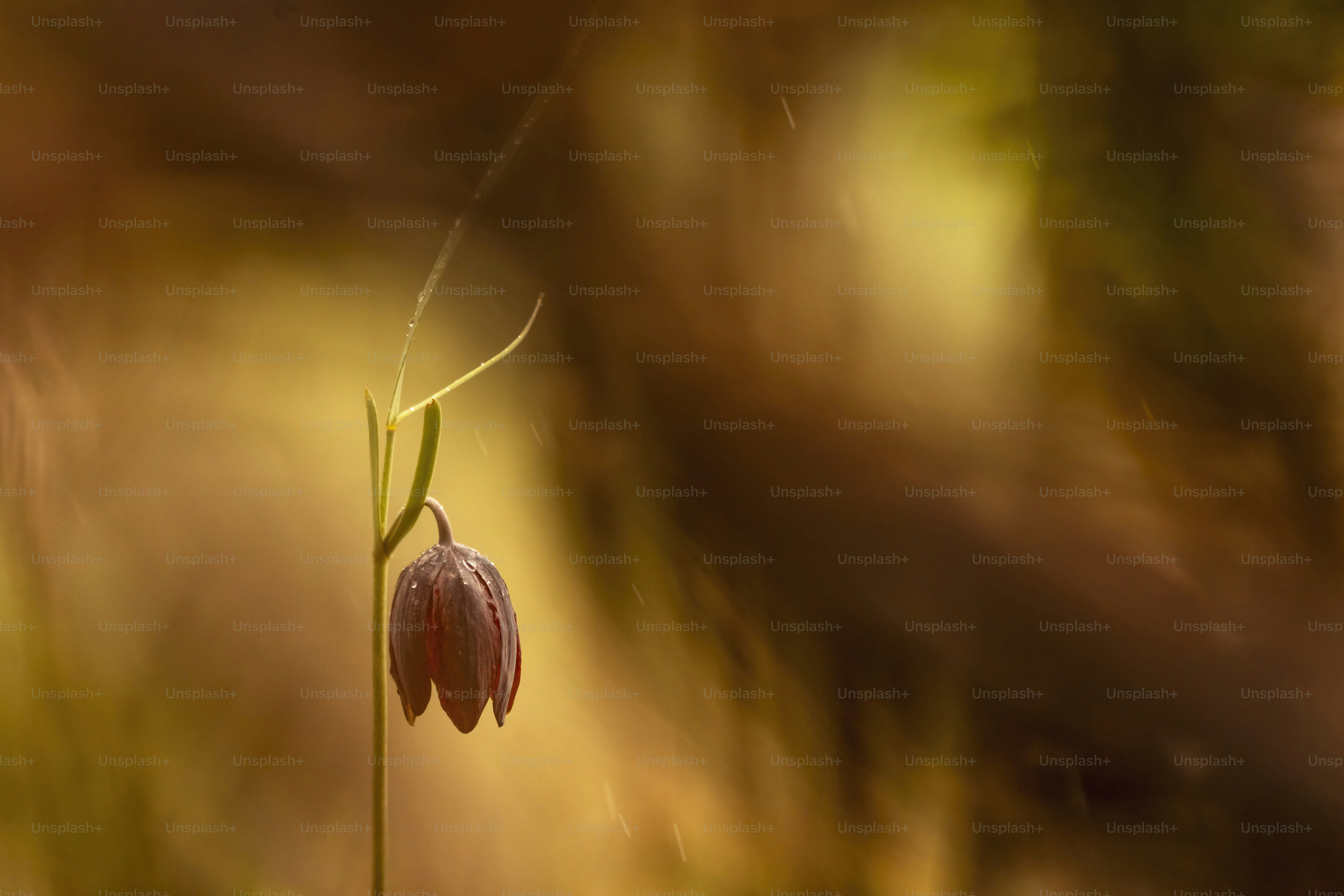 Eine Blume, die im Gras sitzt