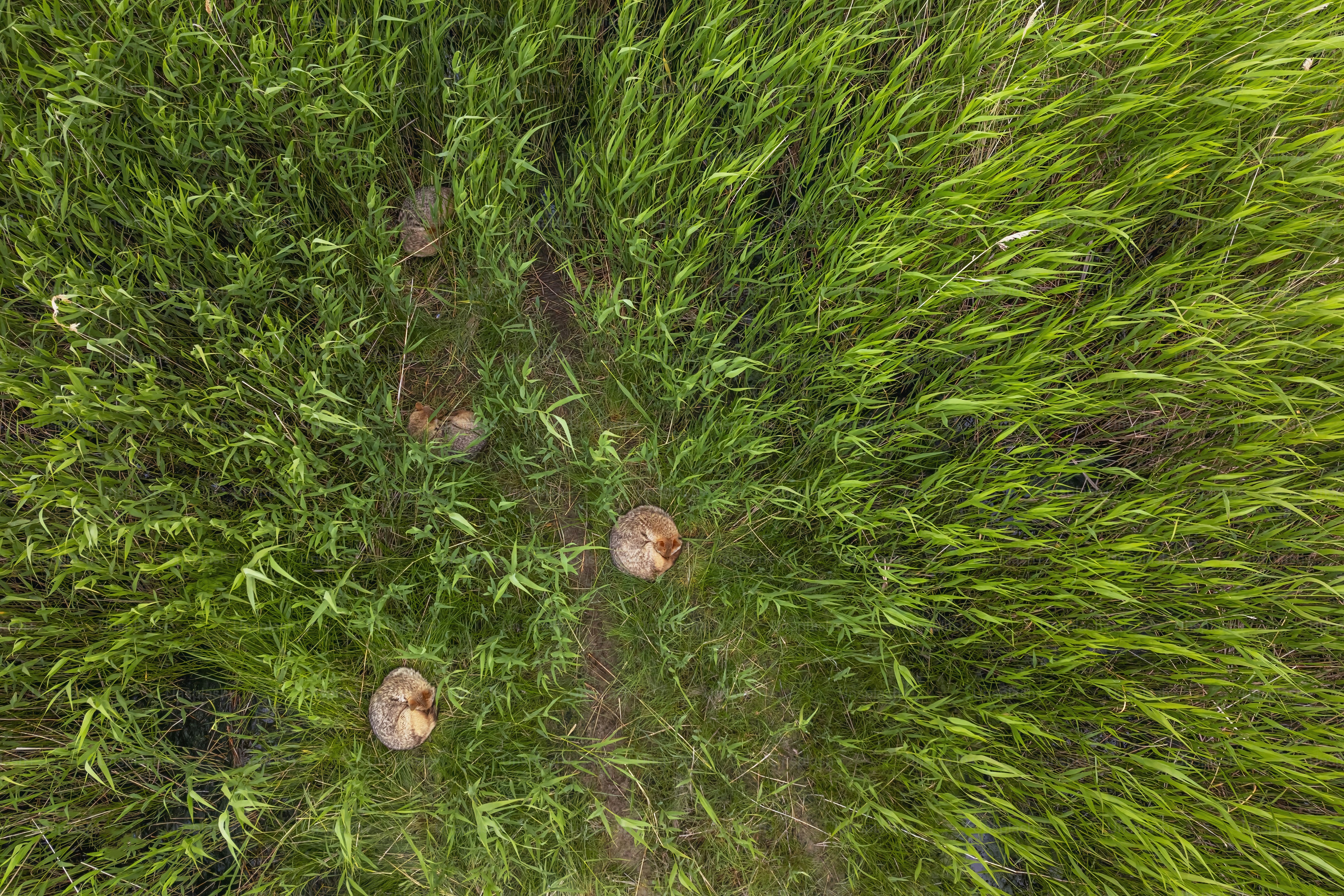 Une vue aérienne de l’herbe et des champignons