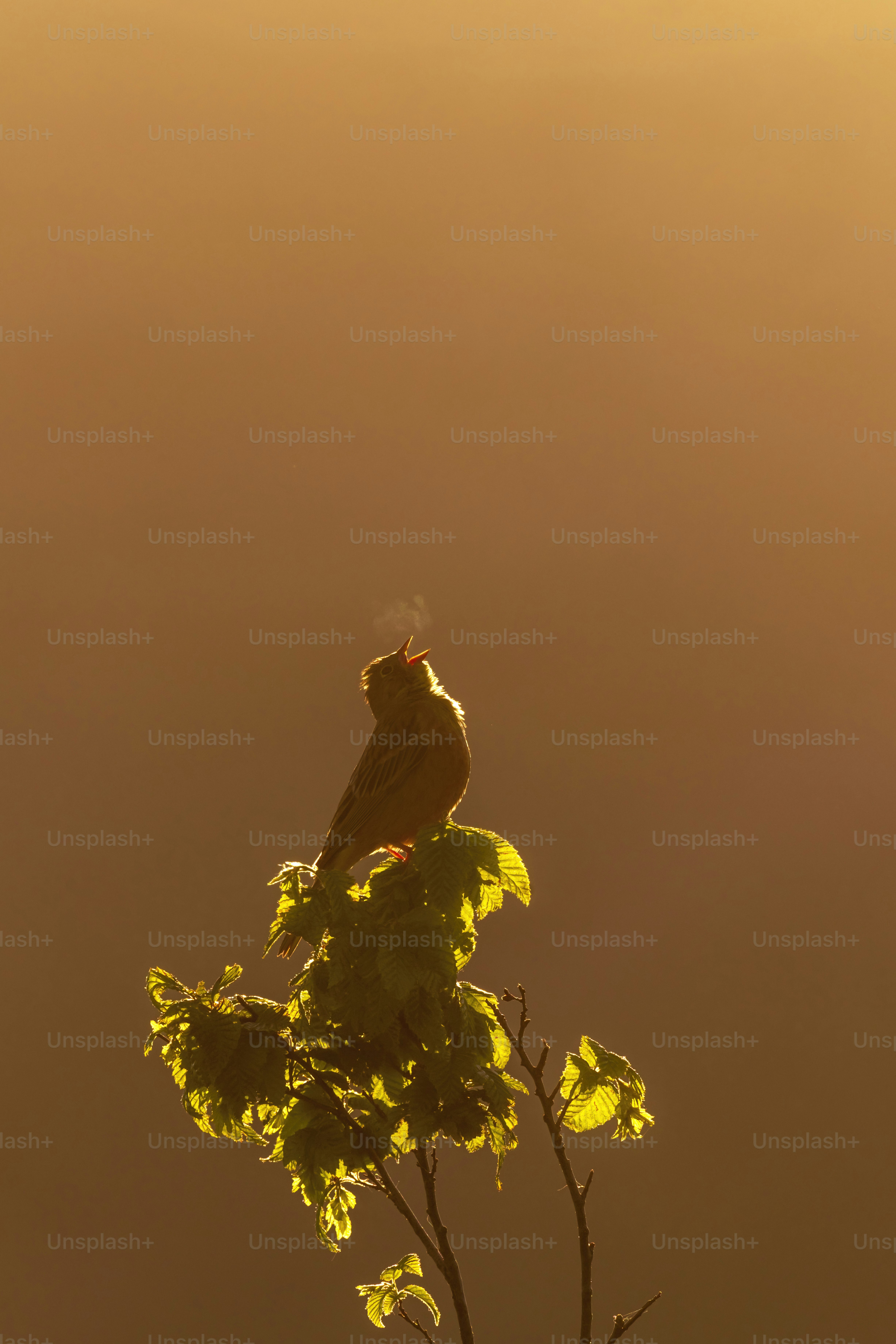 A bird sitting on top of a tree branch