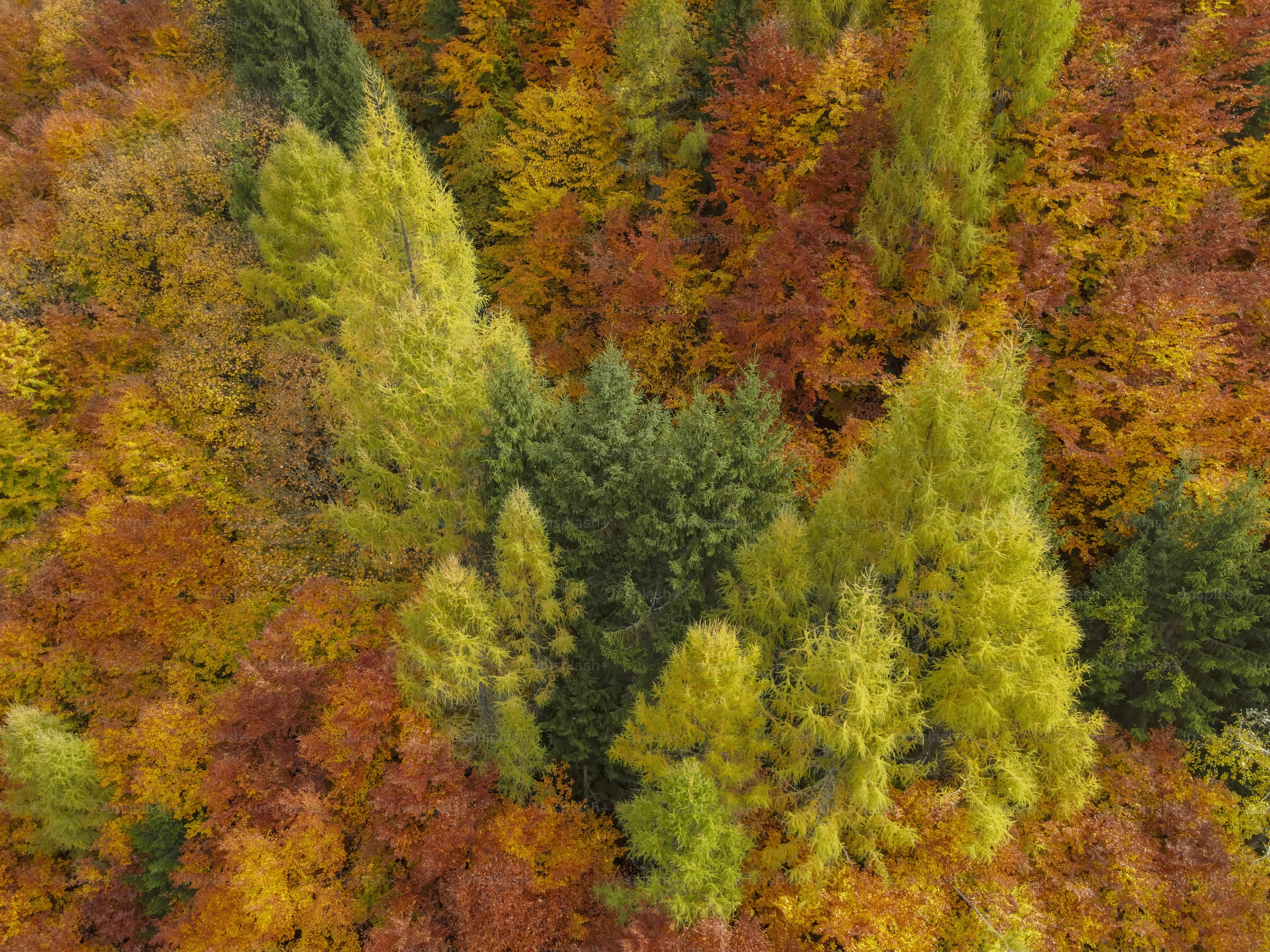 An aerial view of a forest with lots of trees
