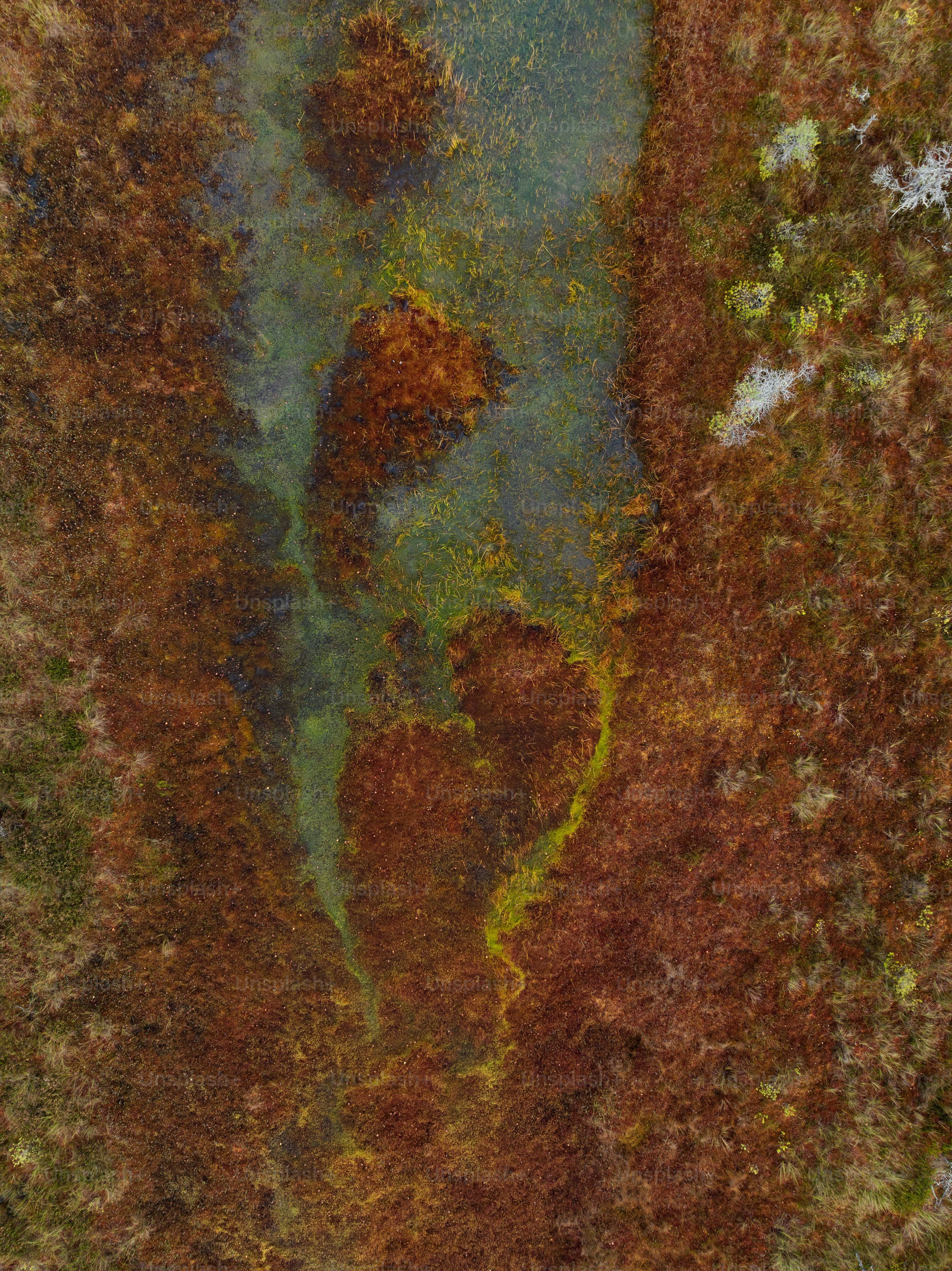An aerial view of a river in the middle of a forest
