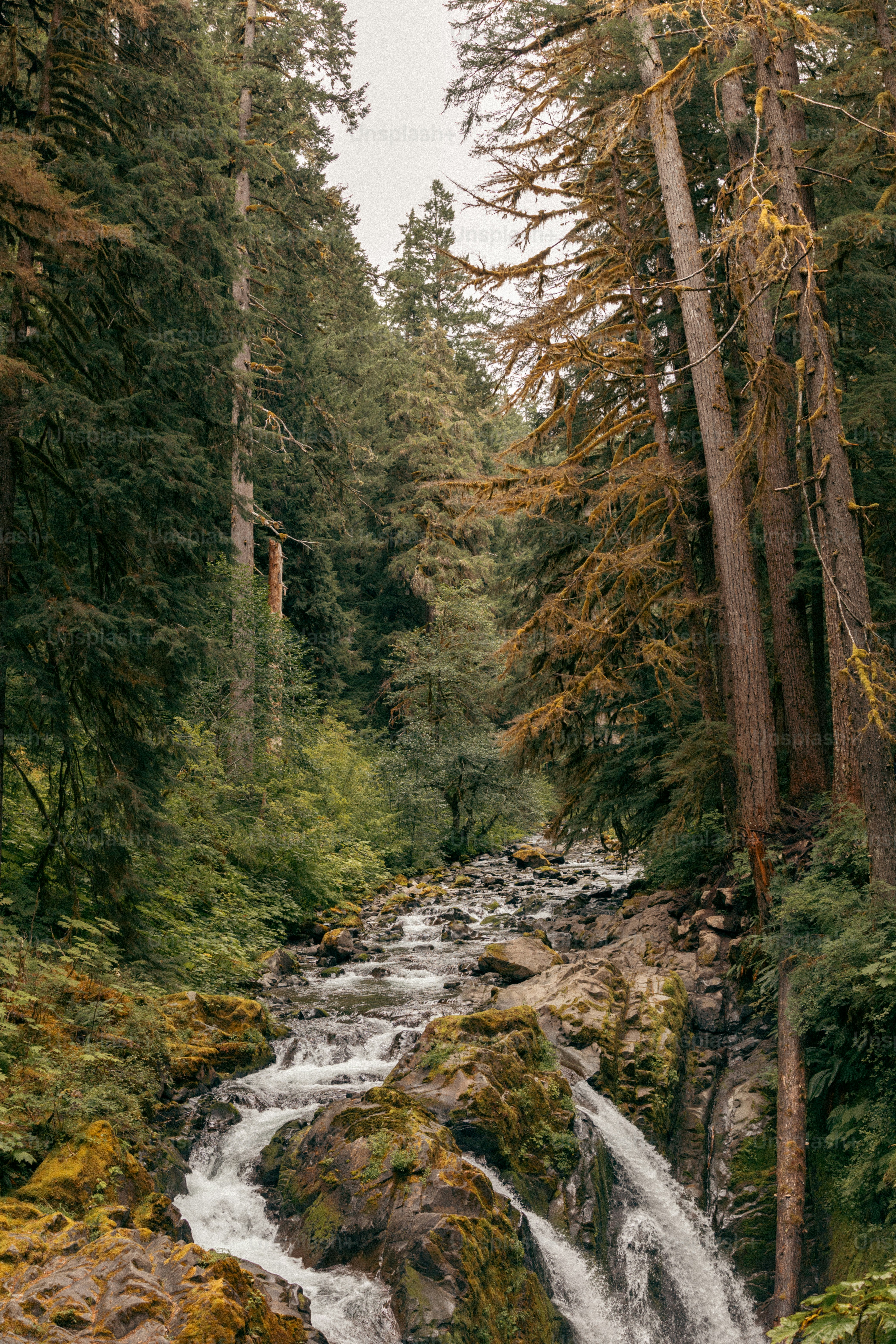 A stream running through a lush green forest