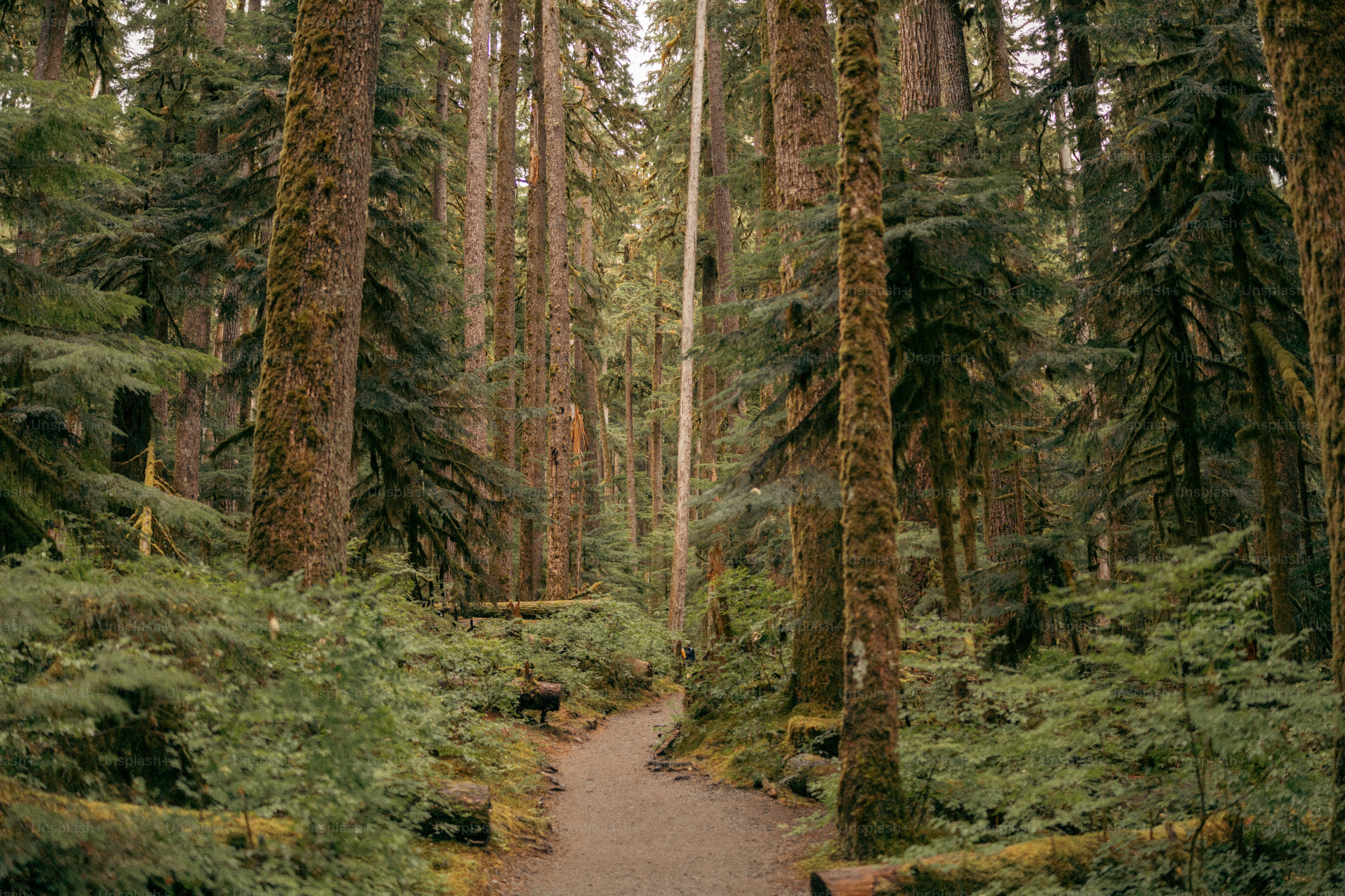 A path in the middle of a forest surrounded by tall trees