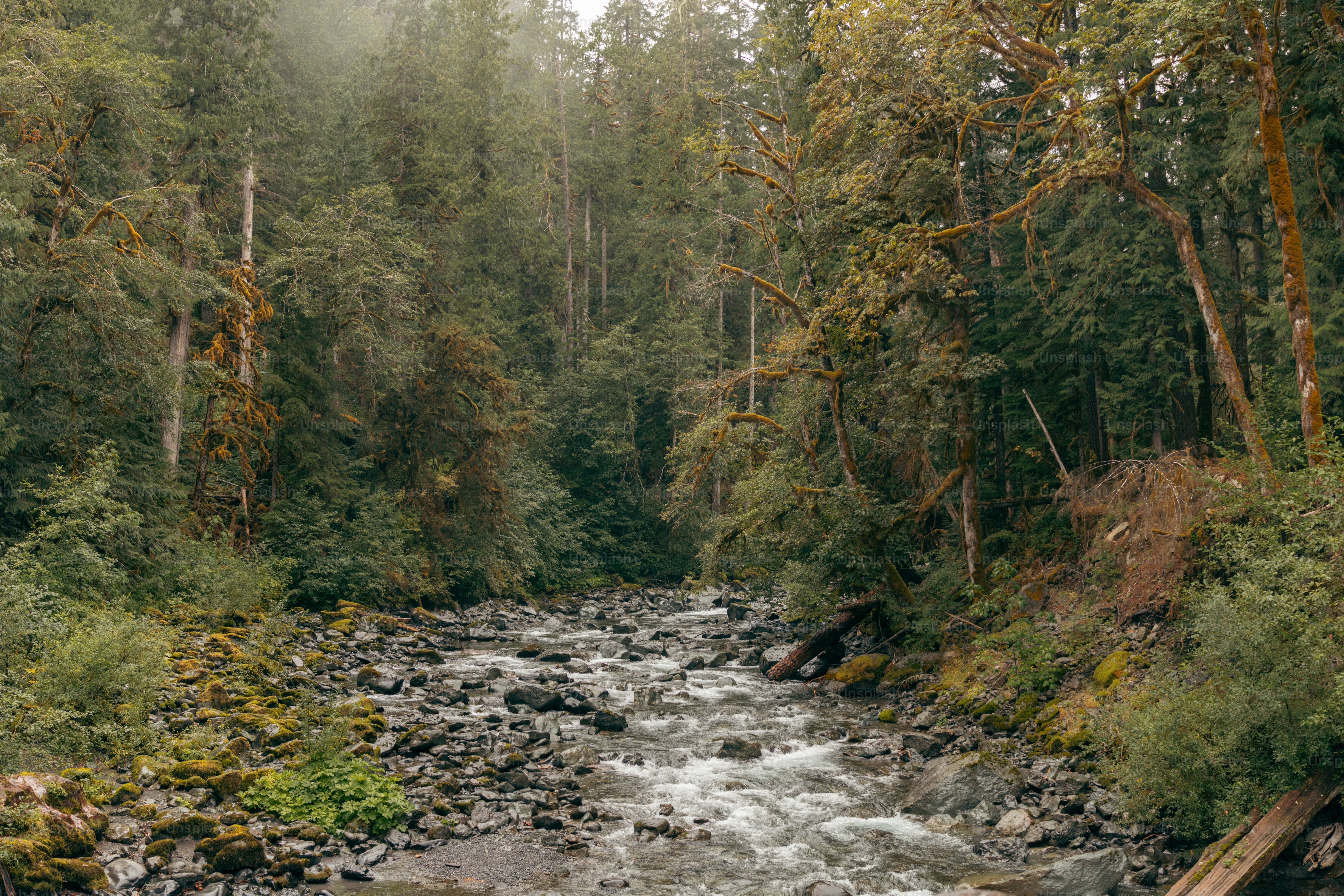 A river running through a lush green forest