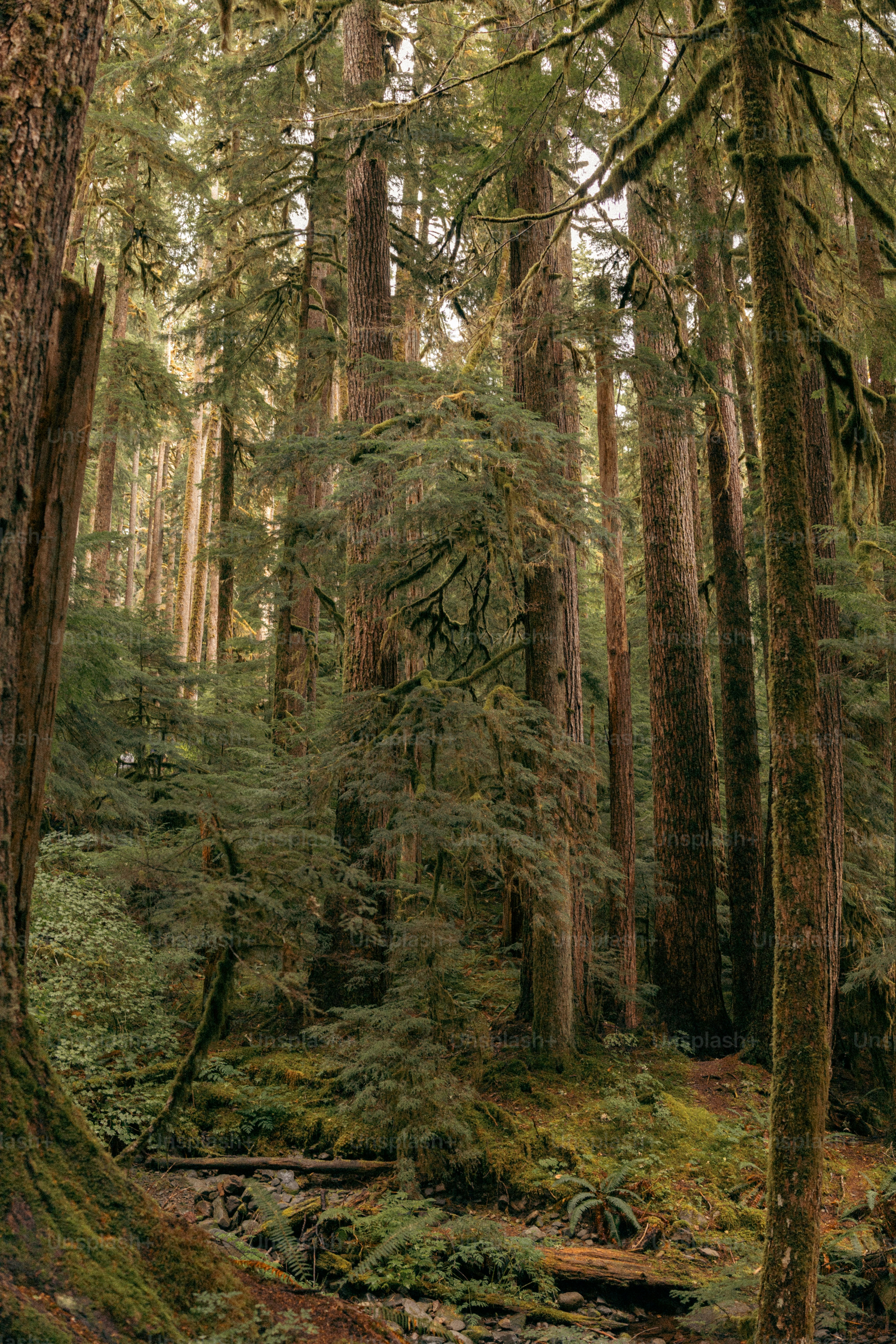 Hutan yang dipenuhi dengan banyak pepohonan tinggi