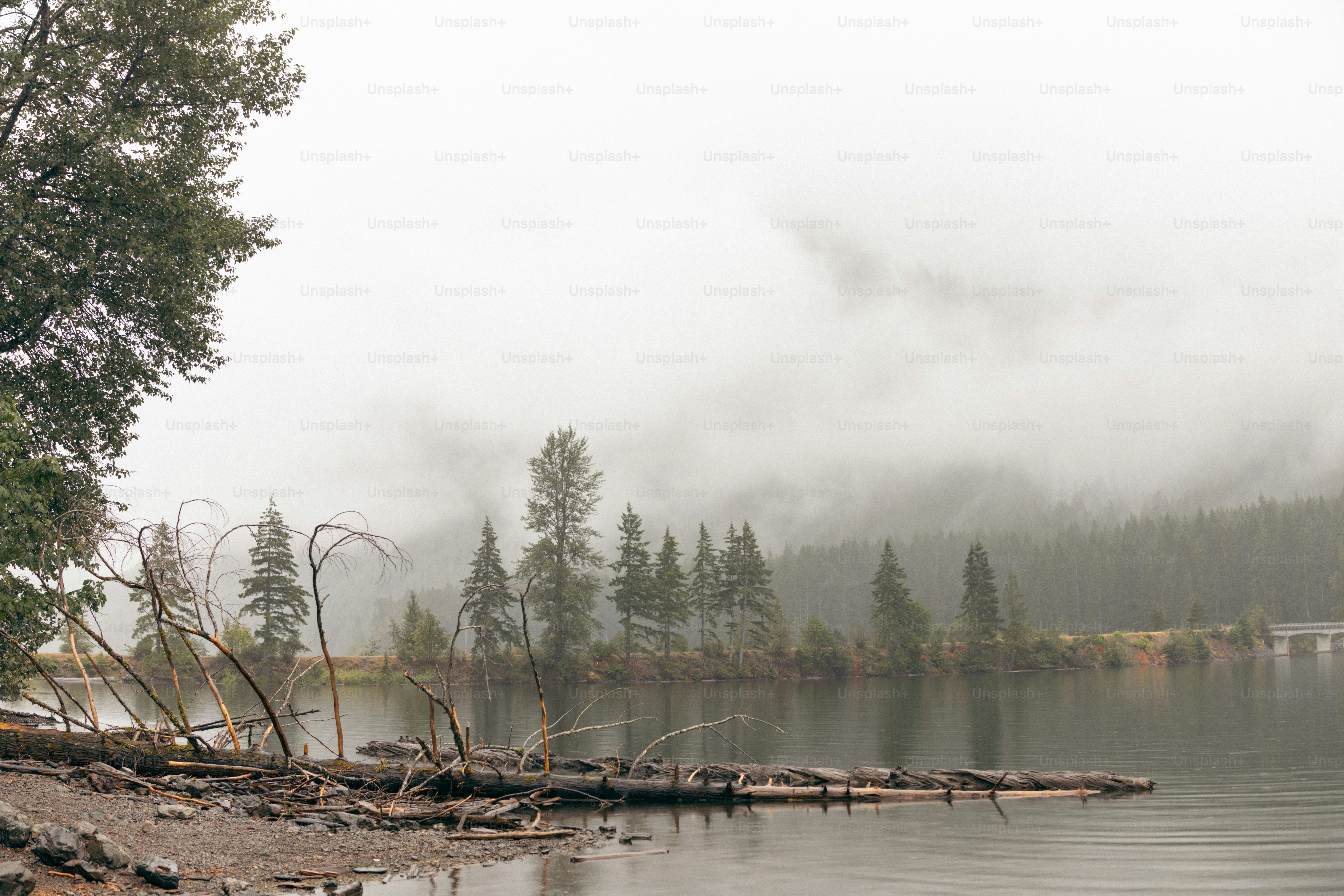 A body of water surrounded by trees and fog photo – Natural beauty ...