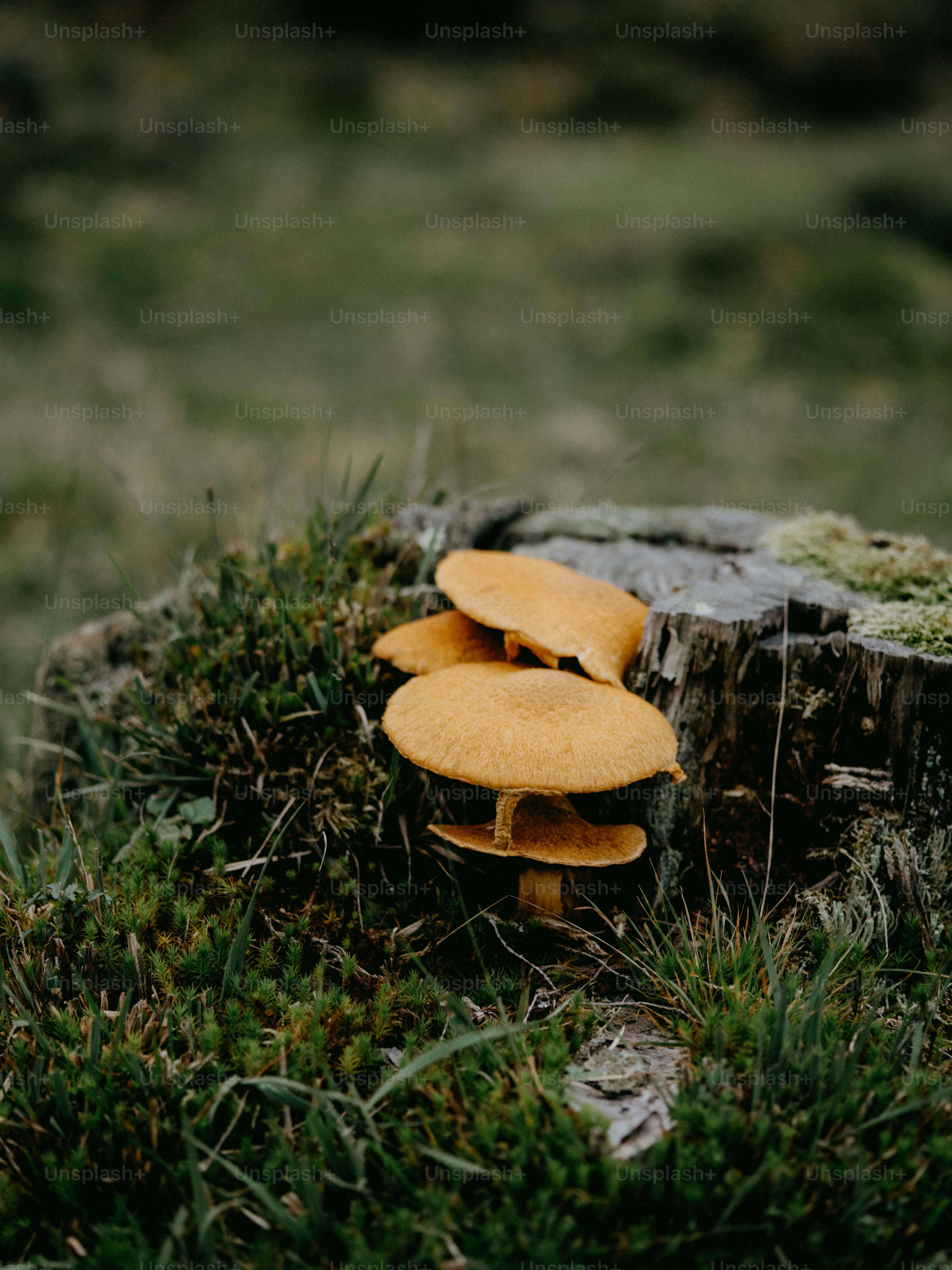Um grupo de cogumelos sentados em cima de um toco de árvore