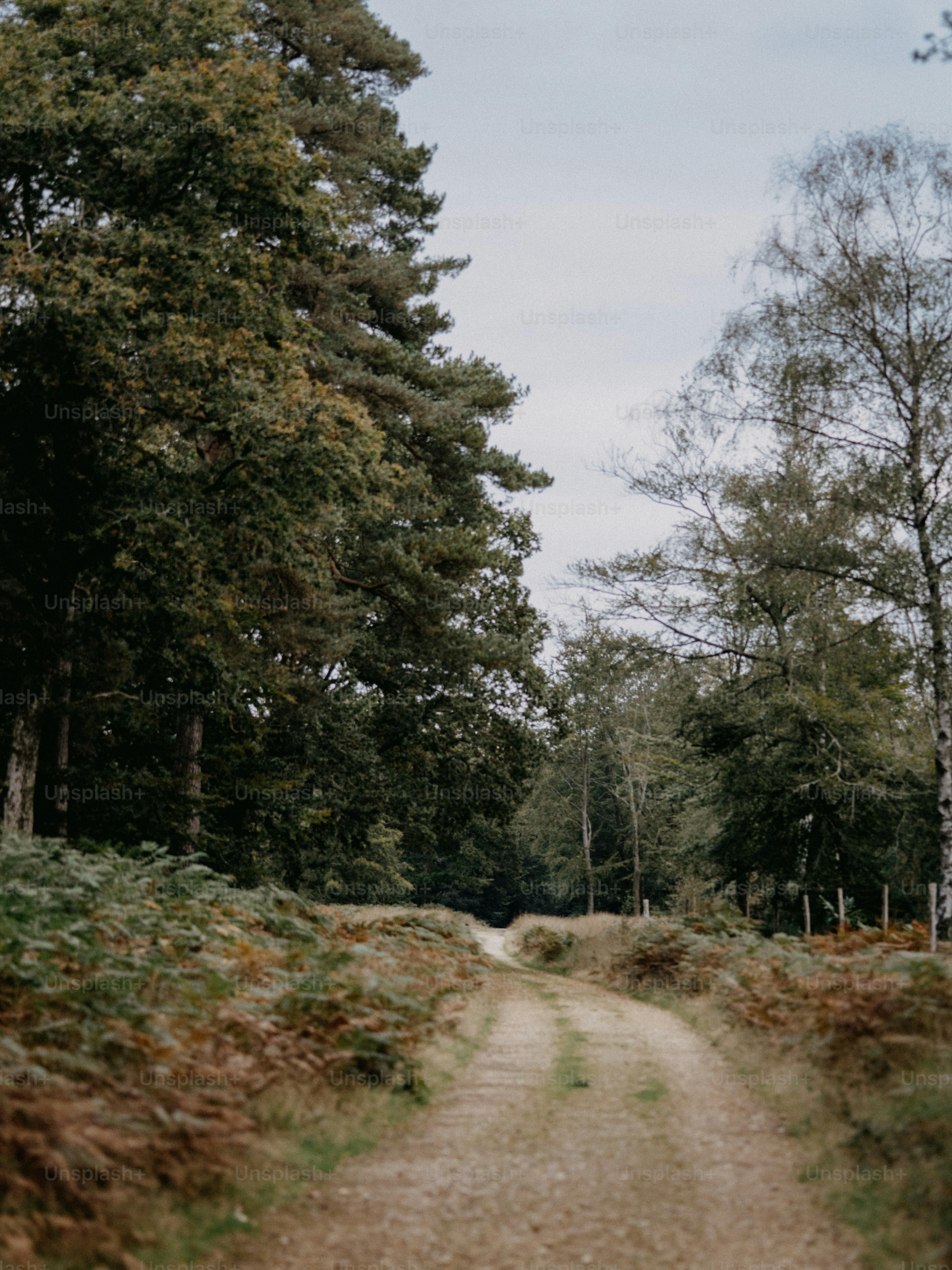 Uma estrada de terra no meio de uma floresta