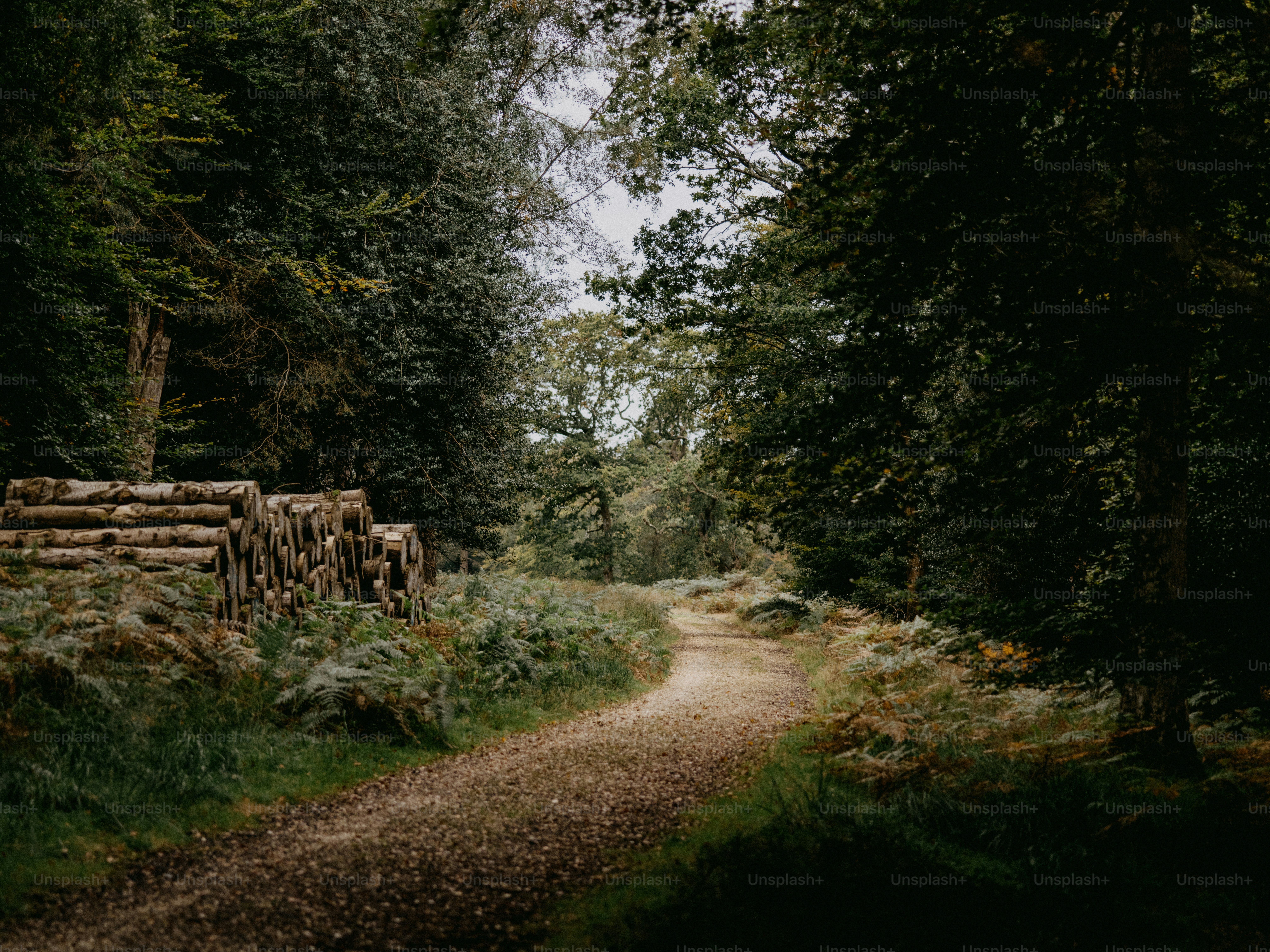 Uma estrada de terra no meio de uma floresta