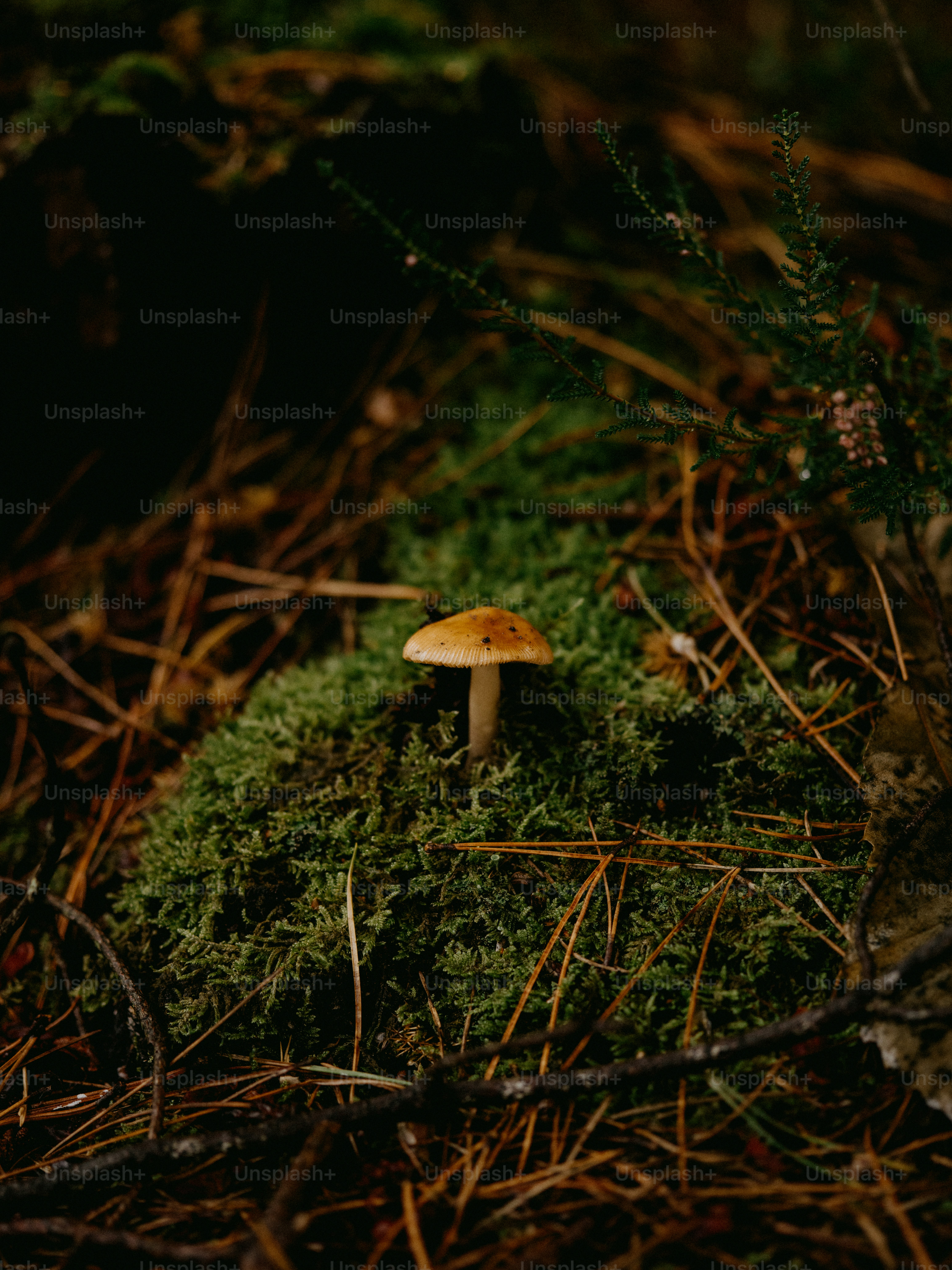 Ein kleiner Pilz, der auf einem moosbedeckten Boden sitzt