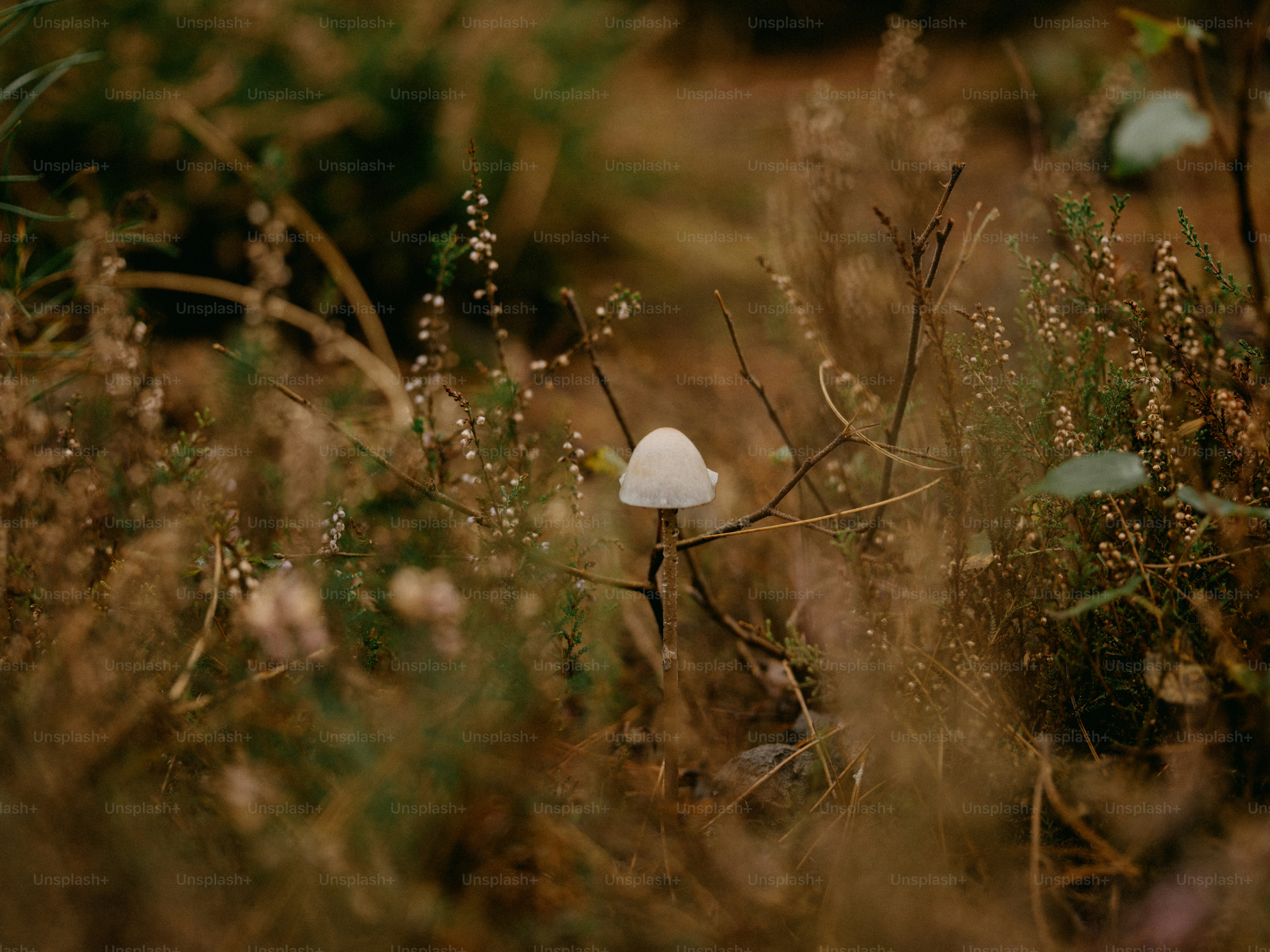 Um pequeno cogumelo branco sentado em cima de um campo coberto de grama