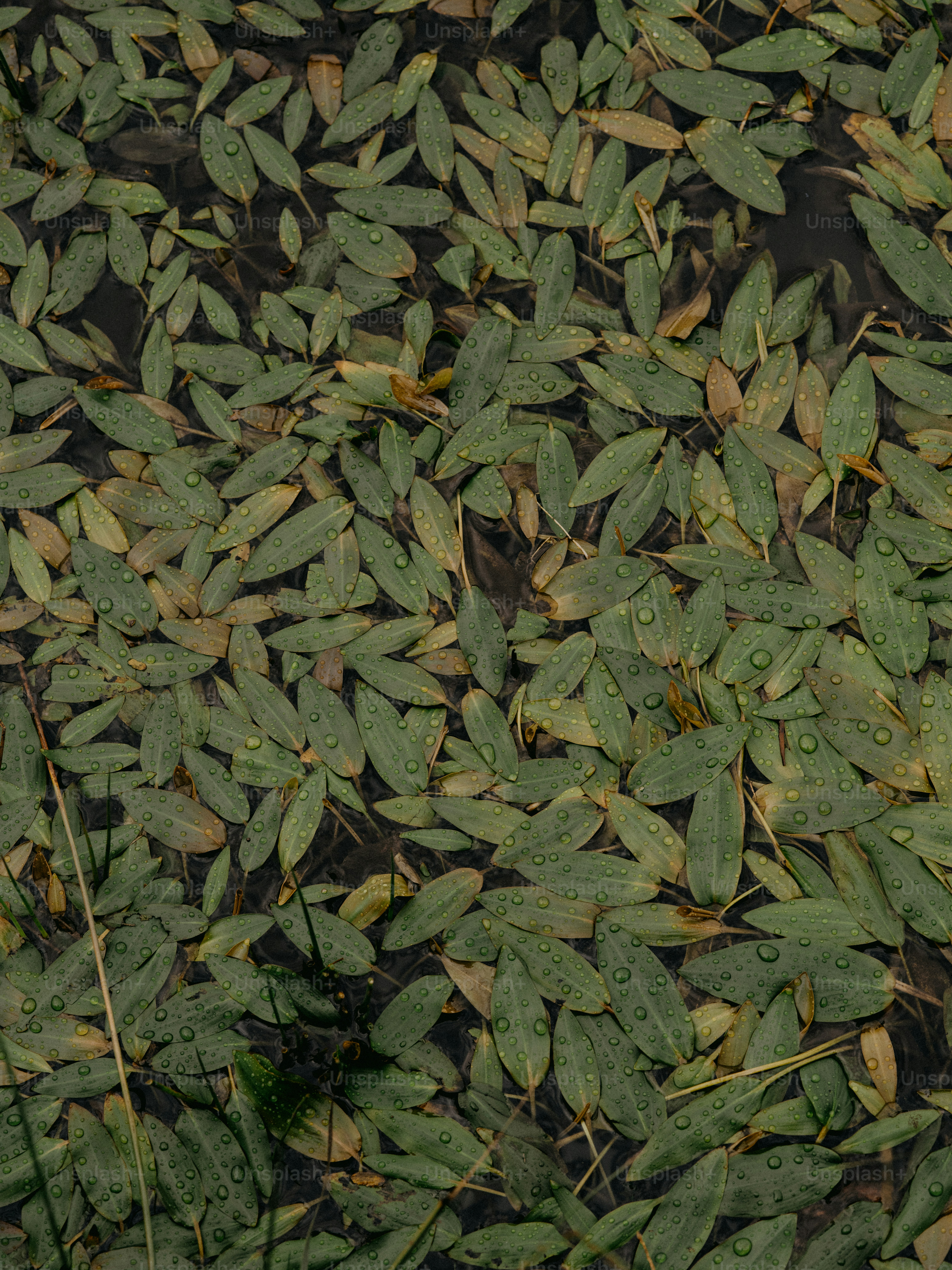 Ein Haufen Blätter, die auf dem Boden liegen