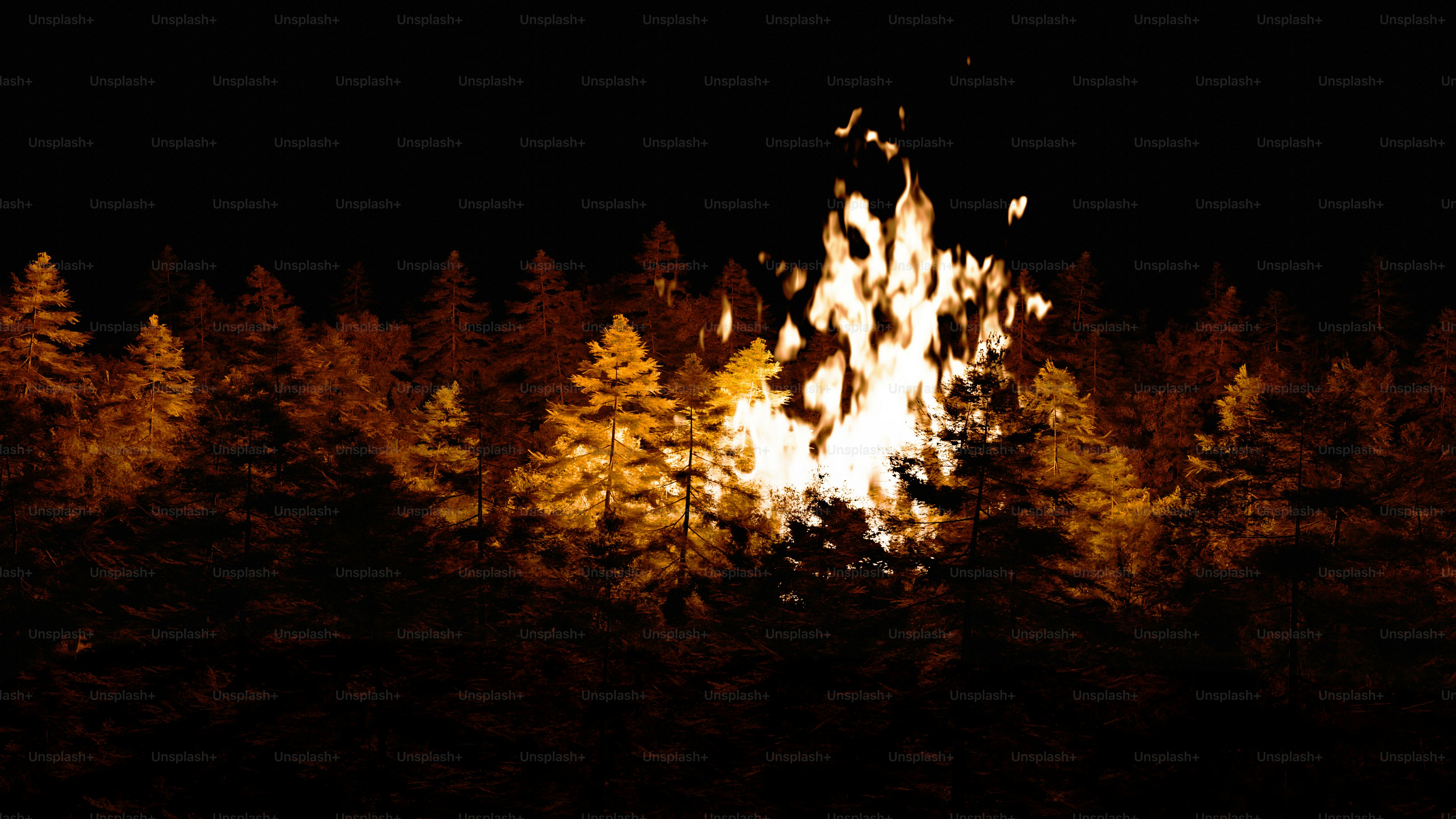 A forest filled with lots of trees at night