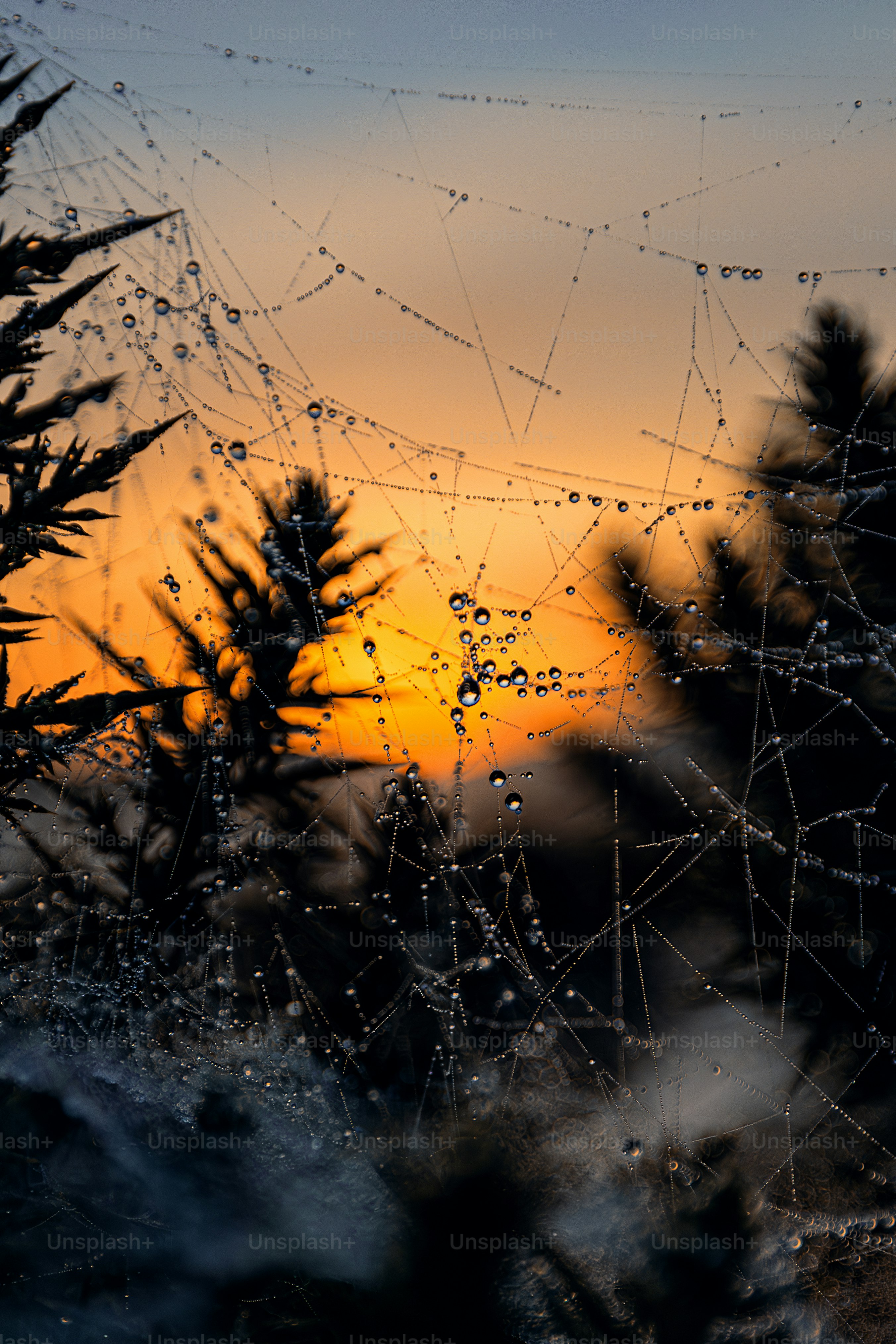 The sun is setting in the distance behind the trees