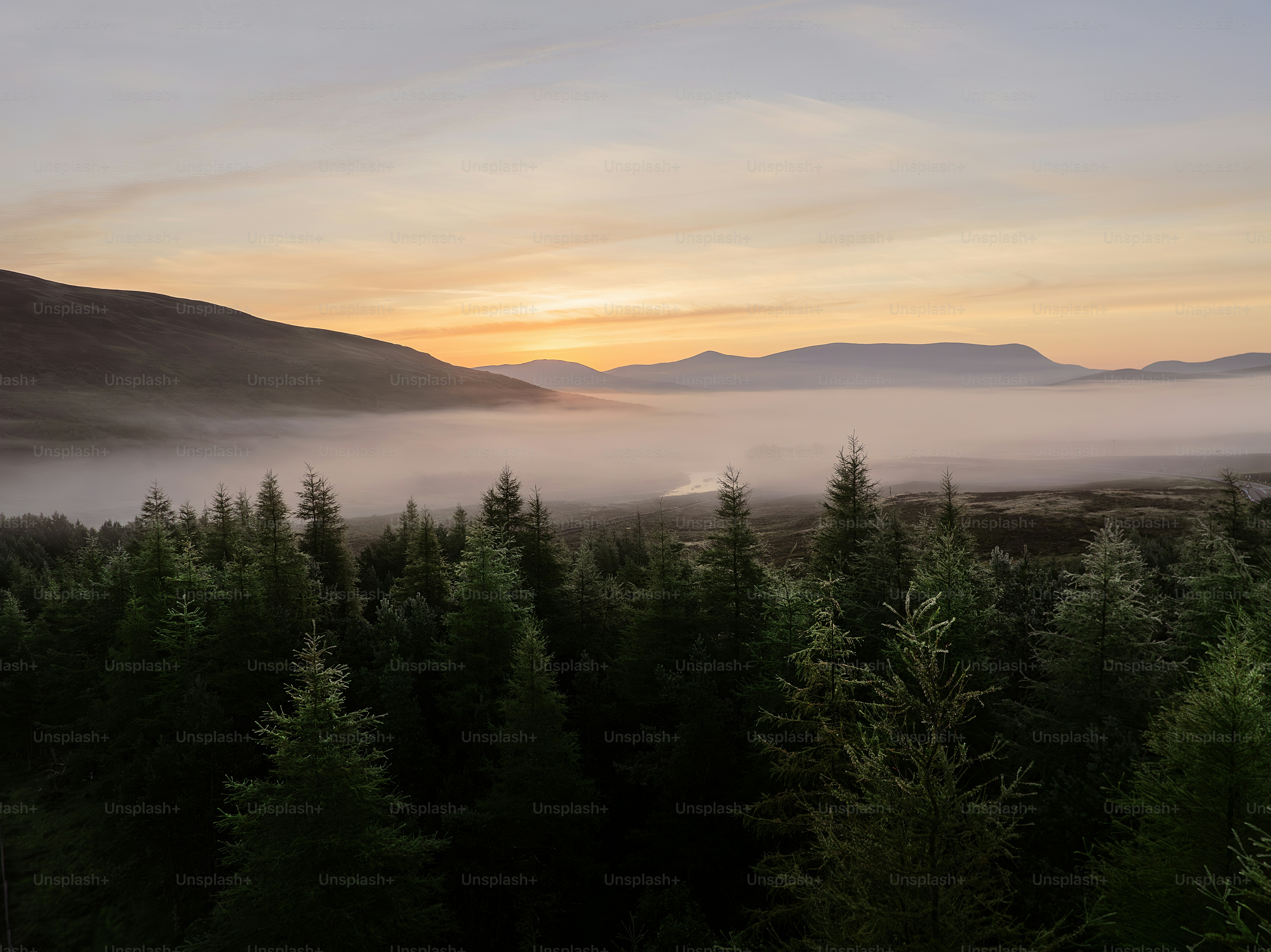 The sun is setting over a forest of trees