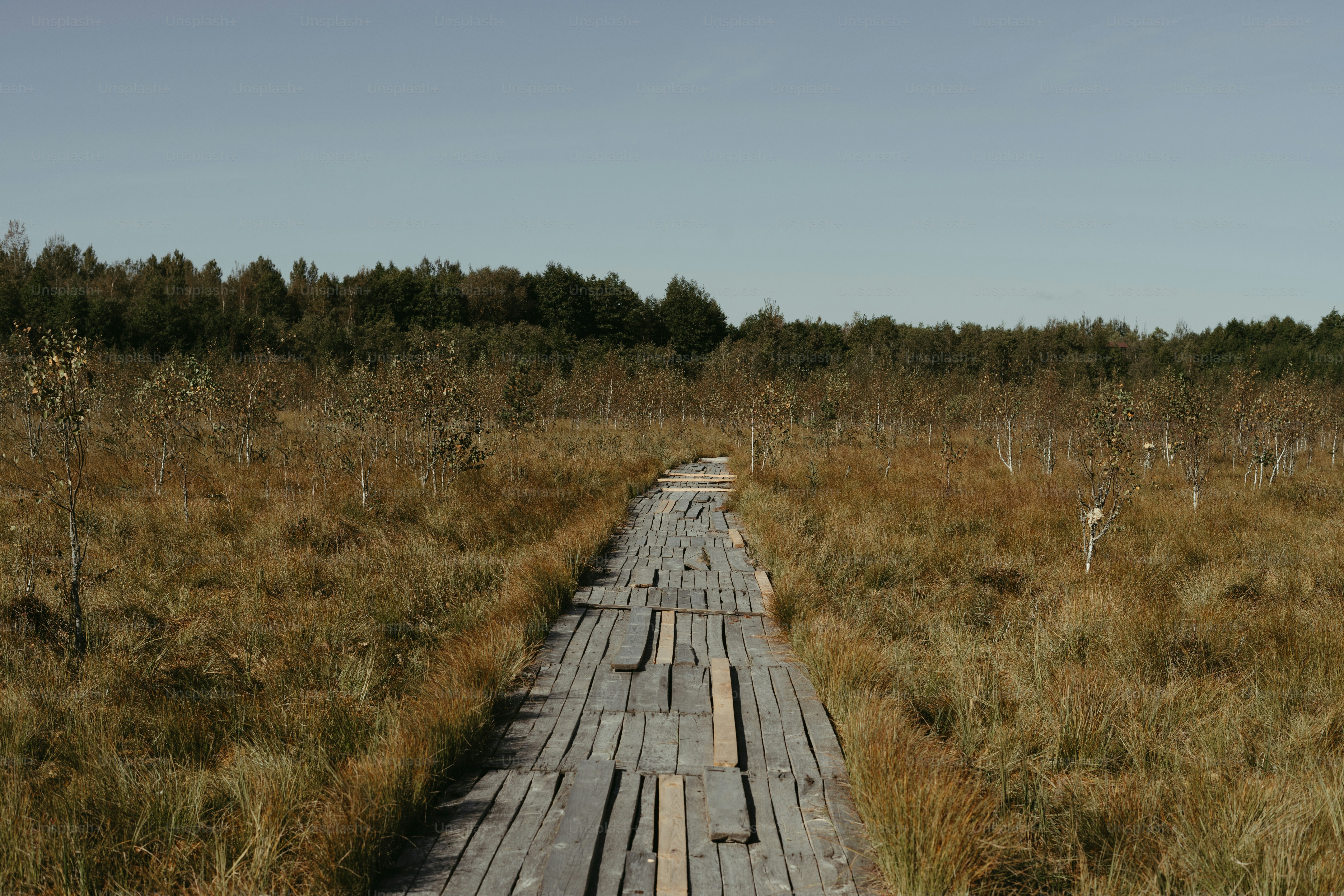 A wooden walkway in a grassy field with trees in the background