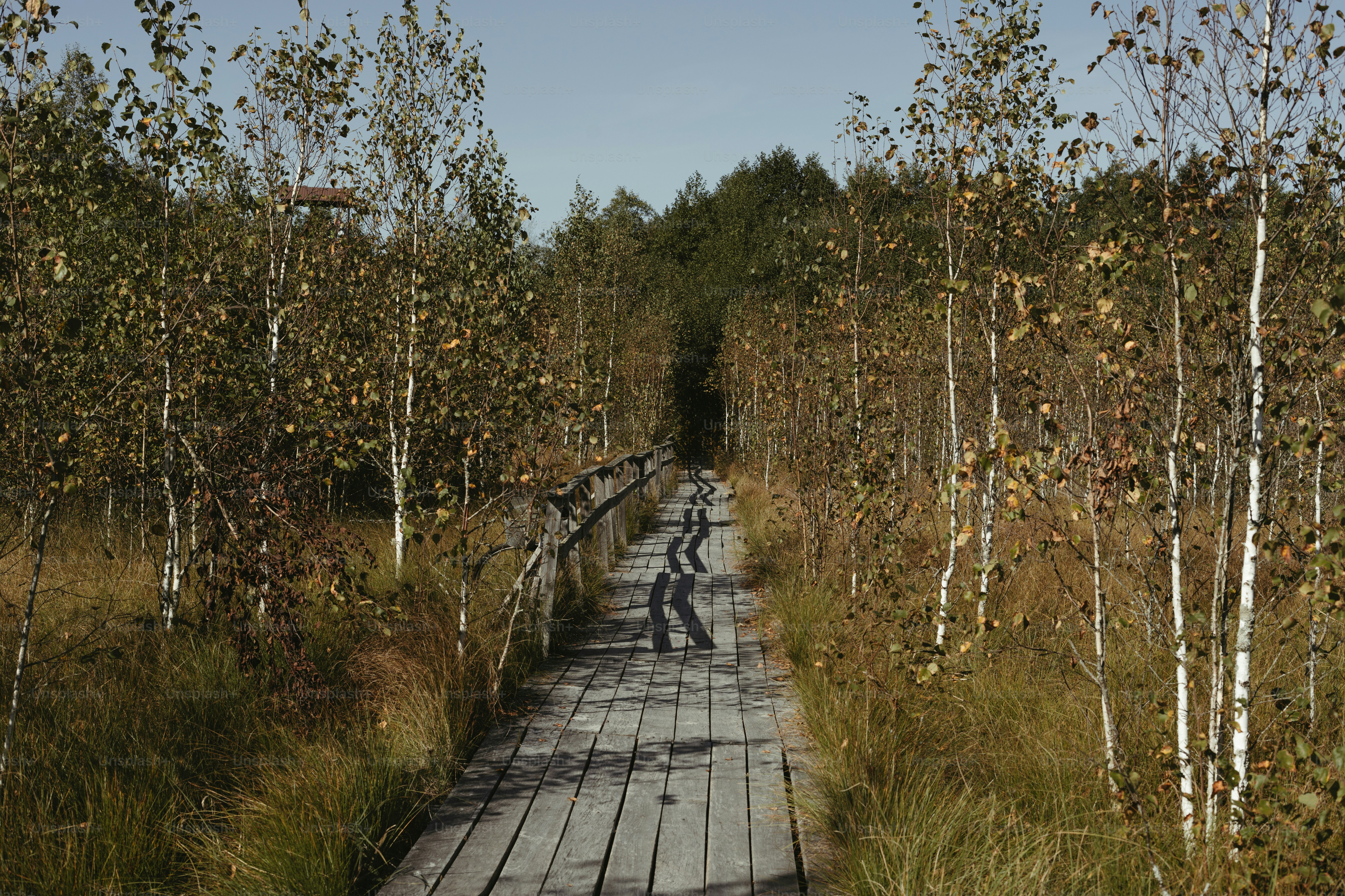 A train track in the middle of a forest
