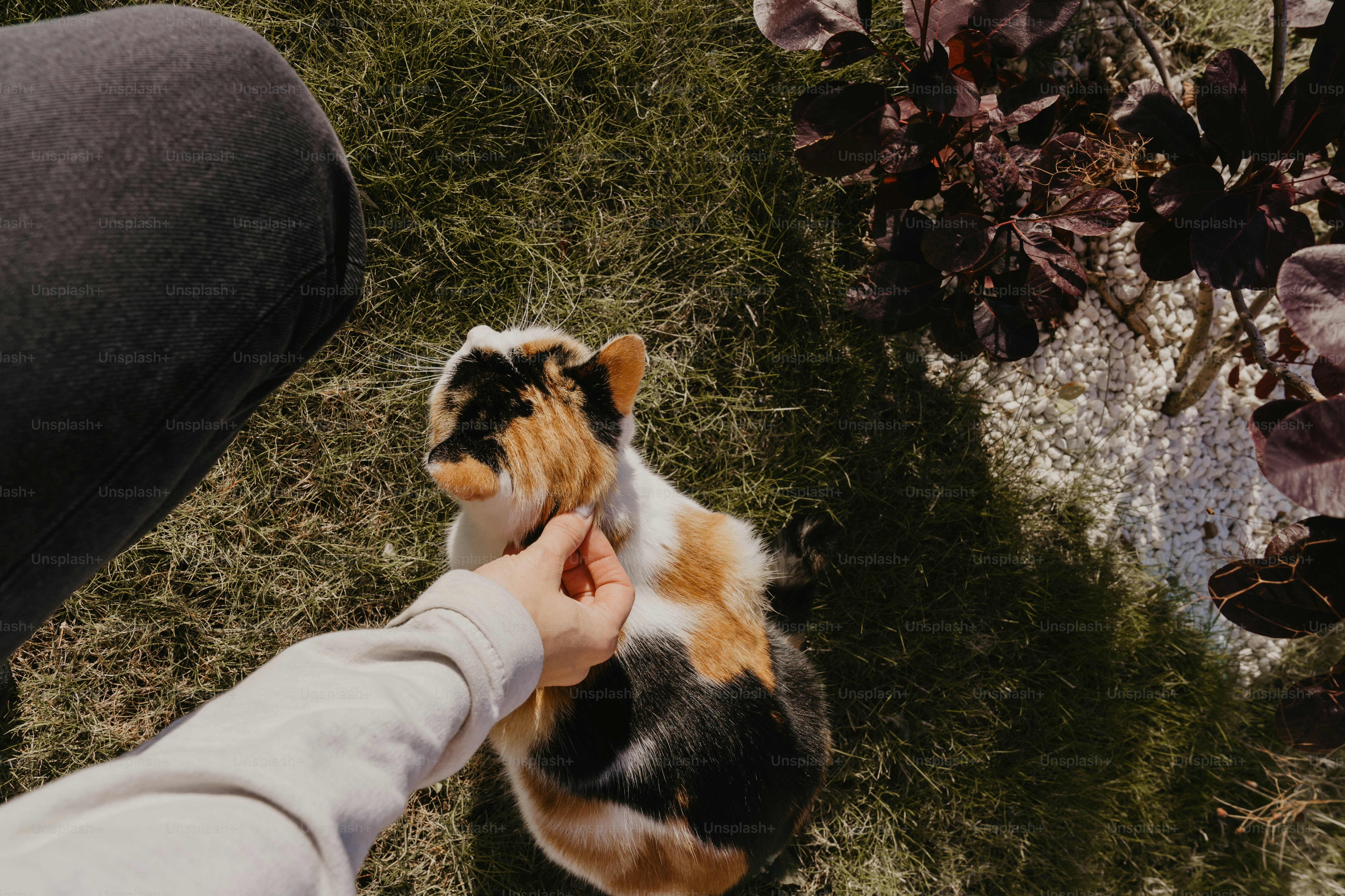 Uma pessoa está acariciando um gato na grama
