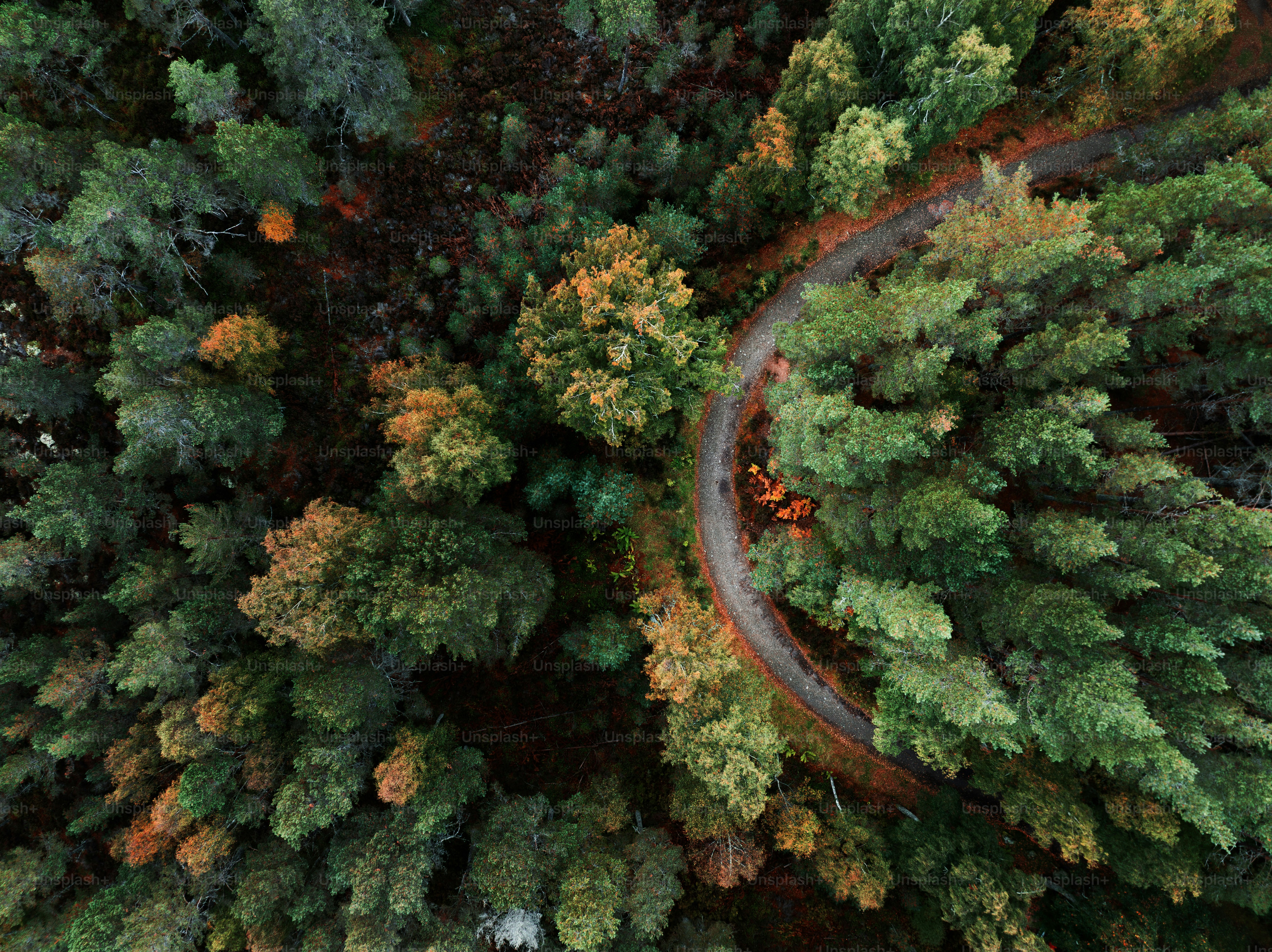 A bird's - eye view of a road in the middle of a forest