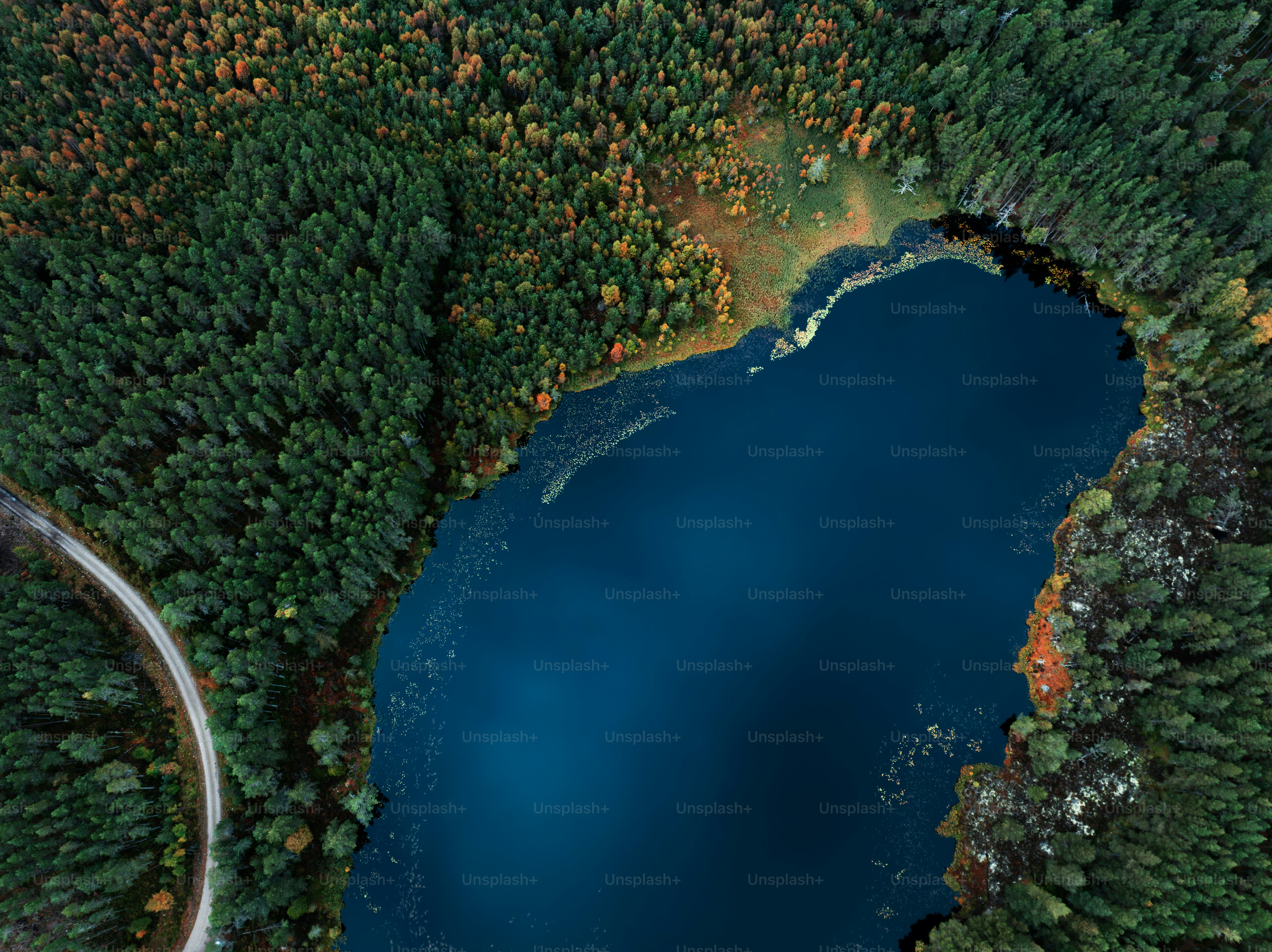 An aerial view of a lake surrounded by trees