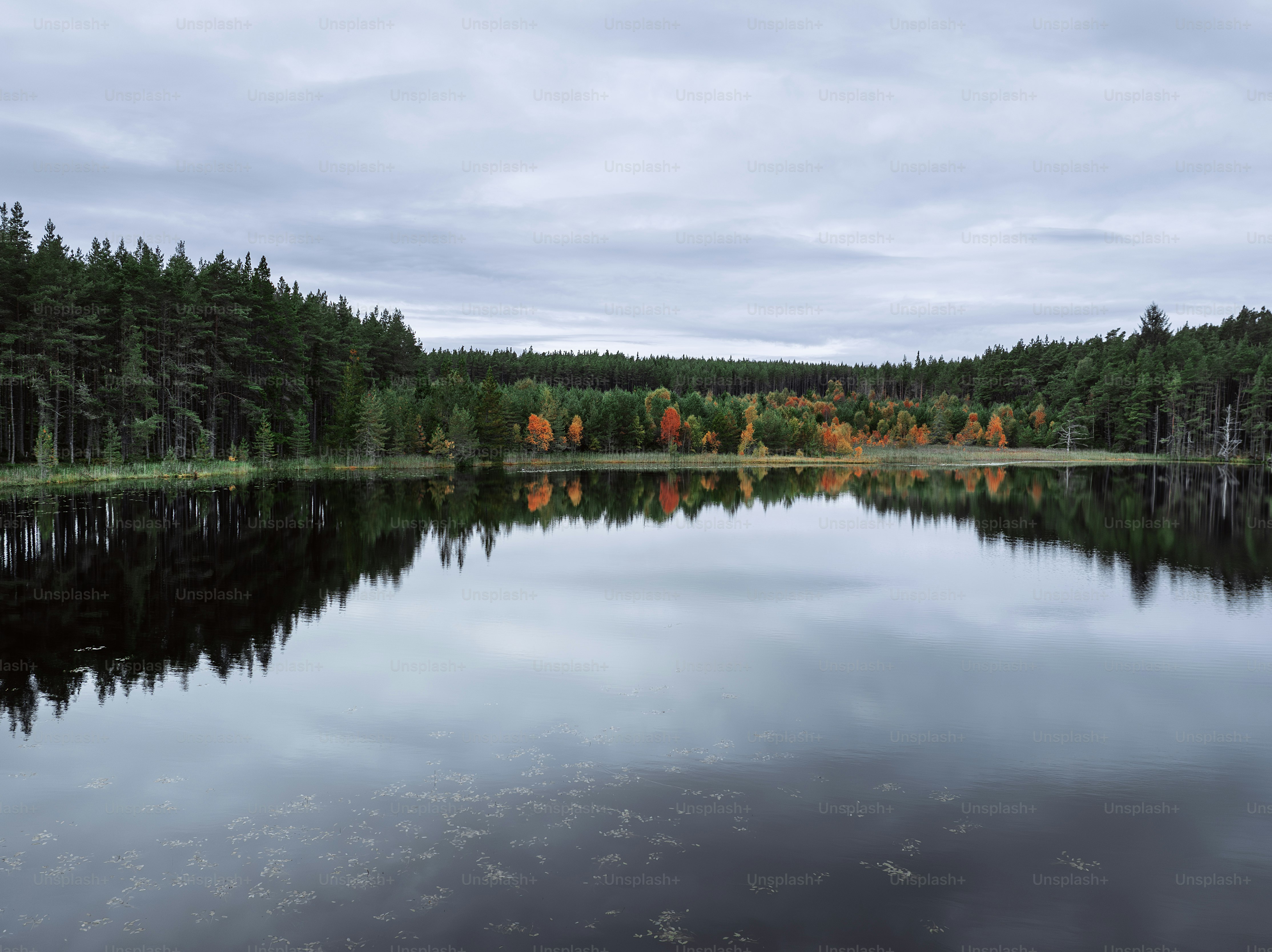 A lake surrounded by trees with a cloudy sky