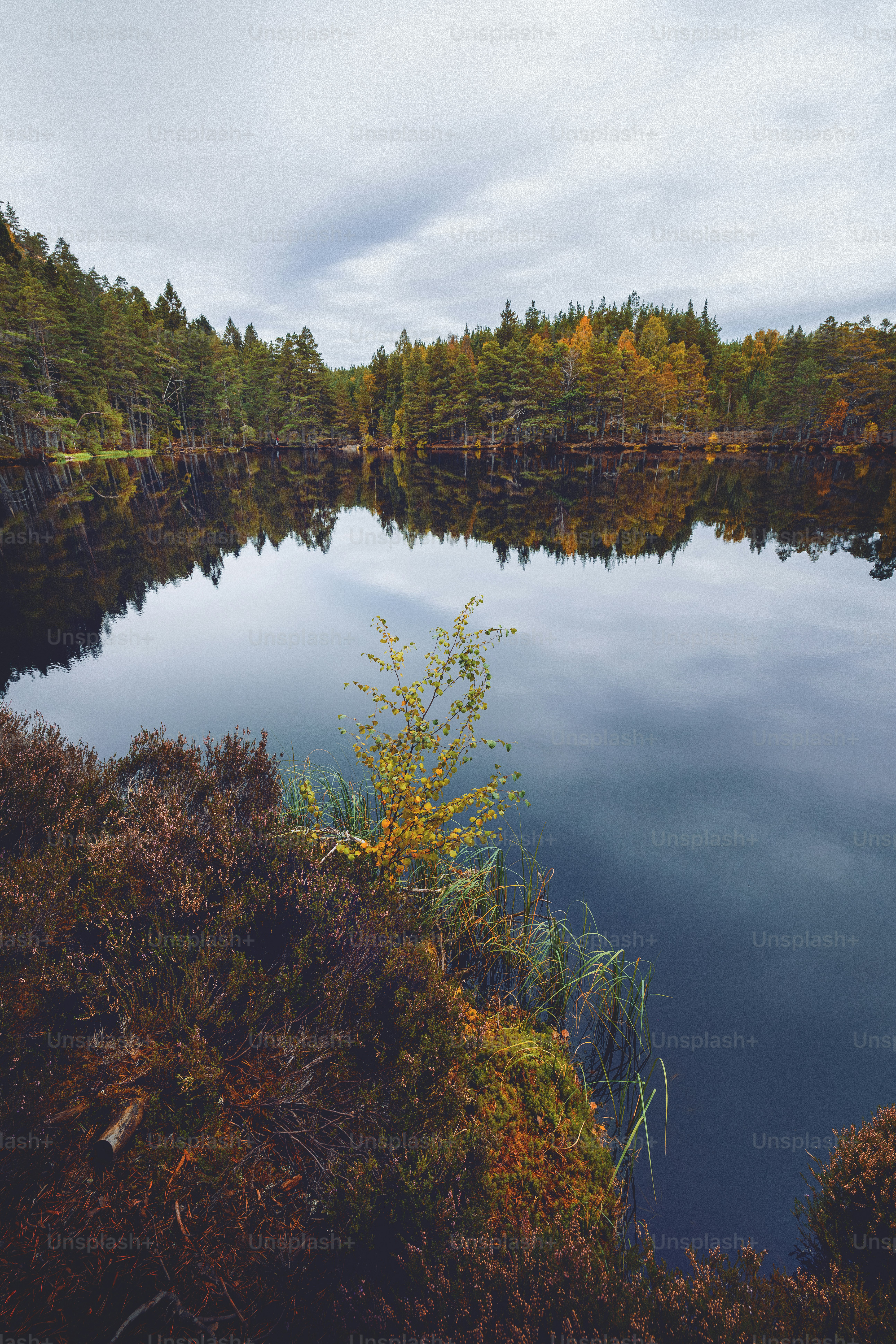 A large body of water surrounded by trees