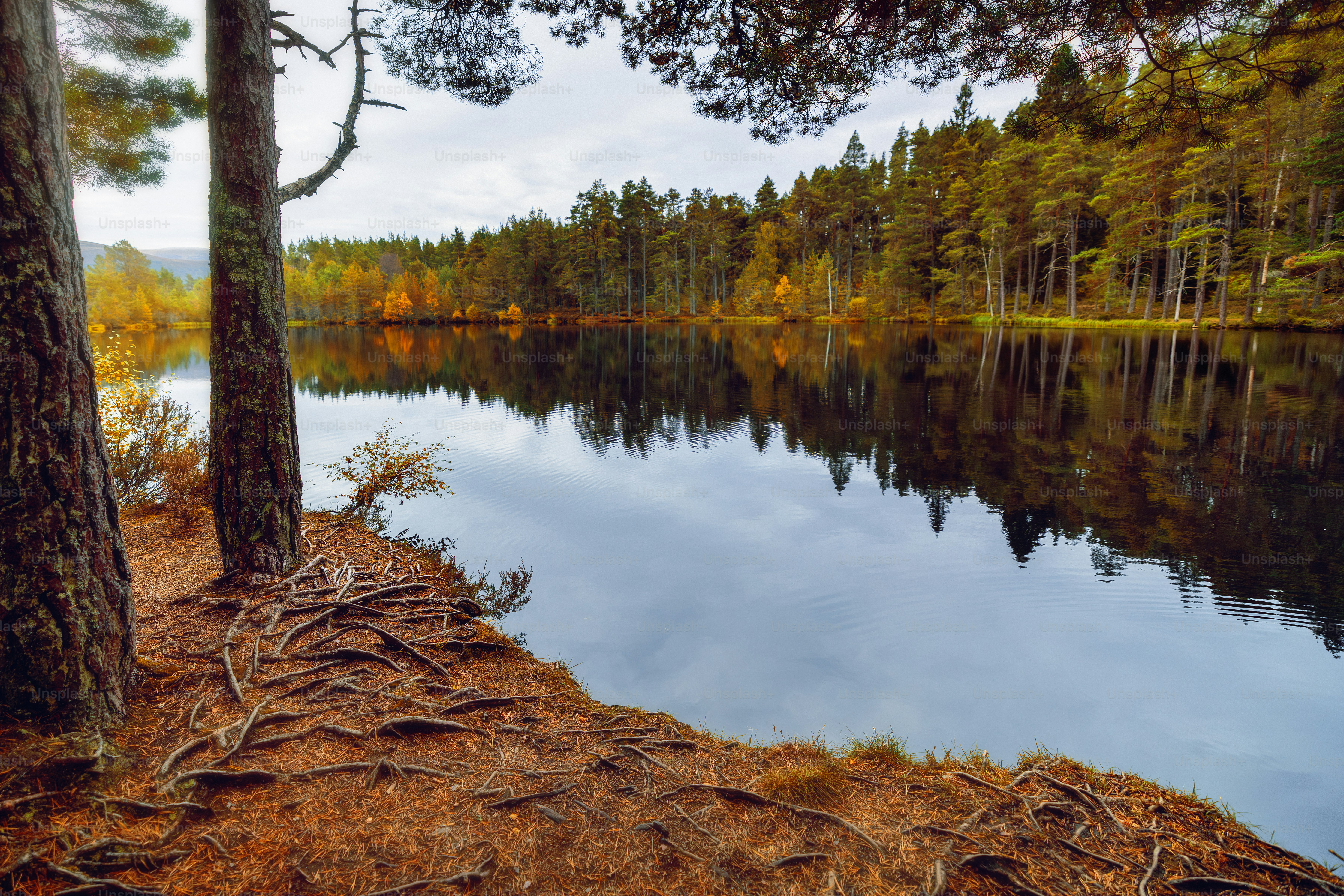 A body of water surrounded by trees and grass
