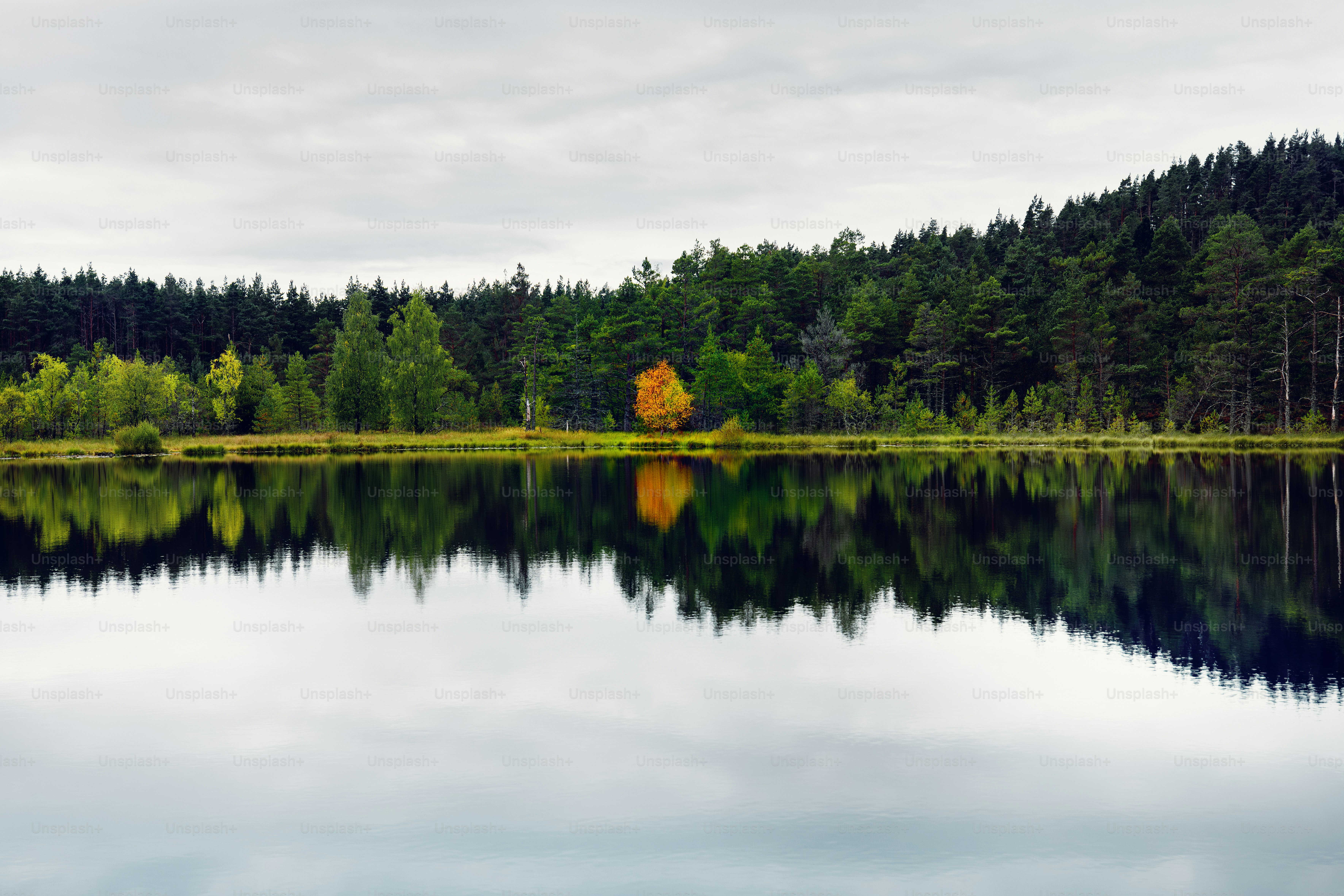 A body of water surrounded by a forest
