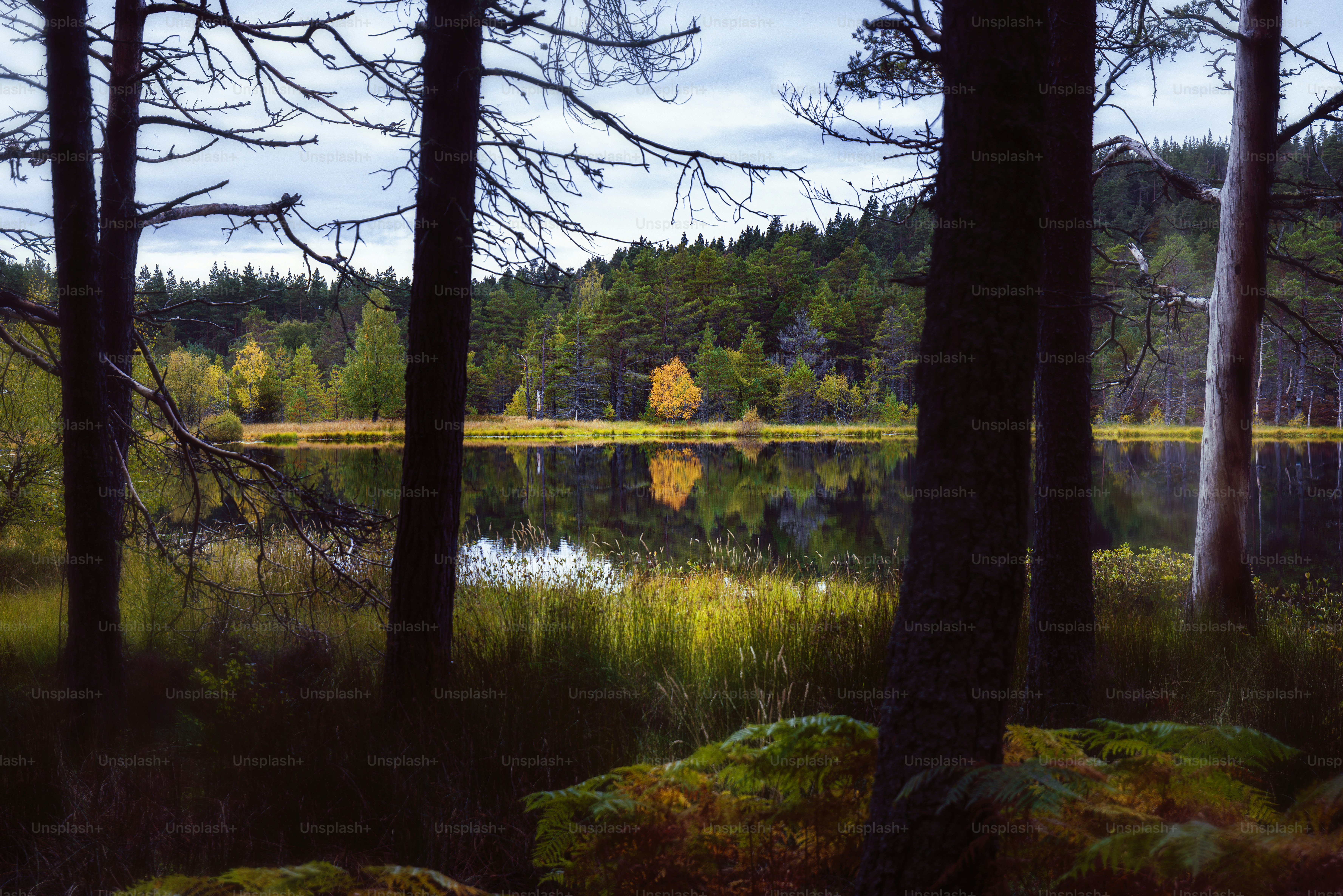 A painting of a lake surrounded by trees