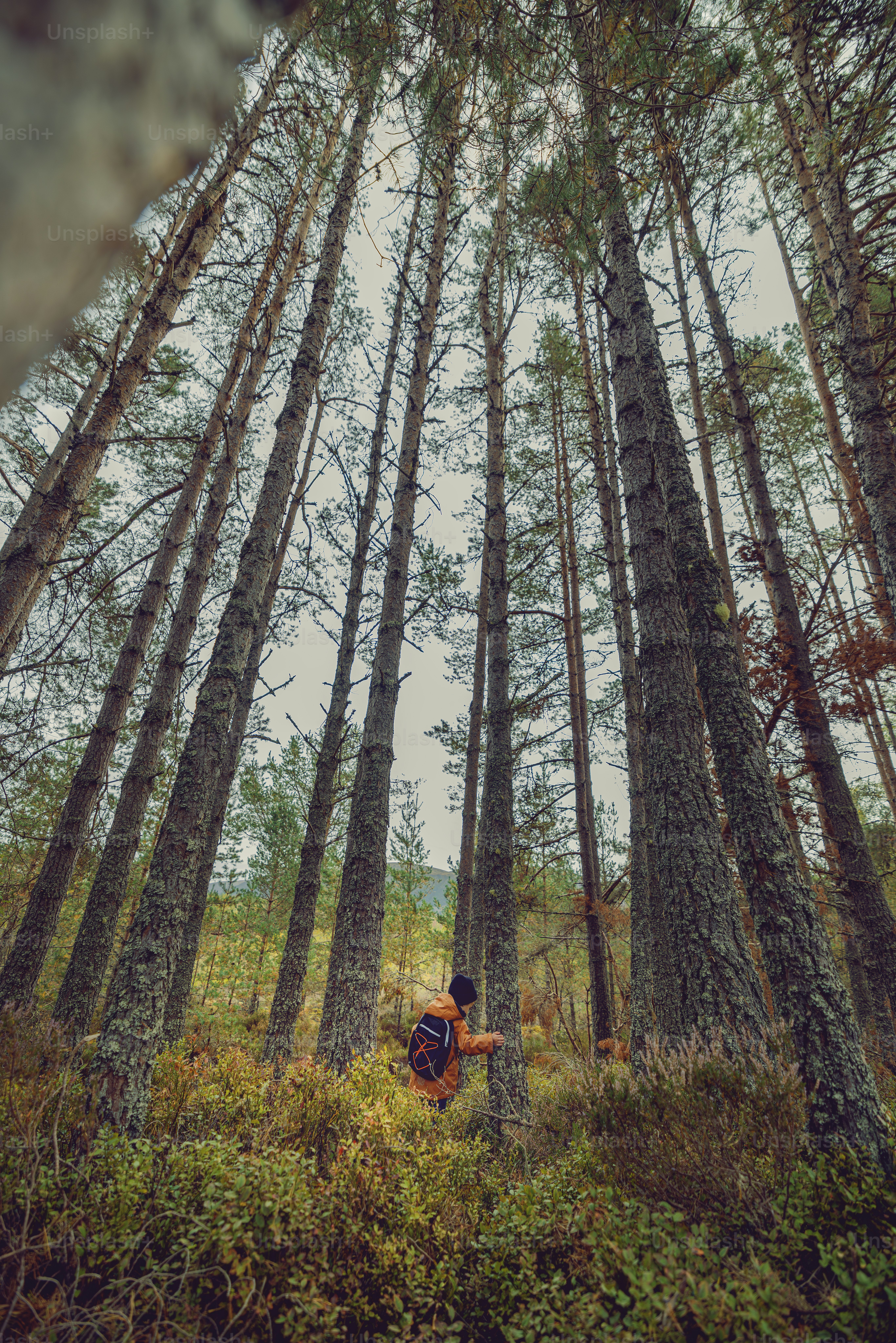 A person standing in the middle of a forest photo – Forest Image on ...