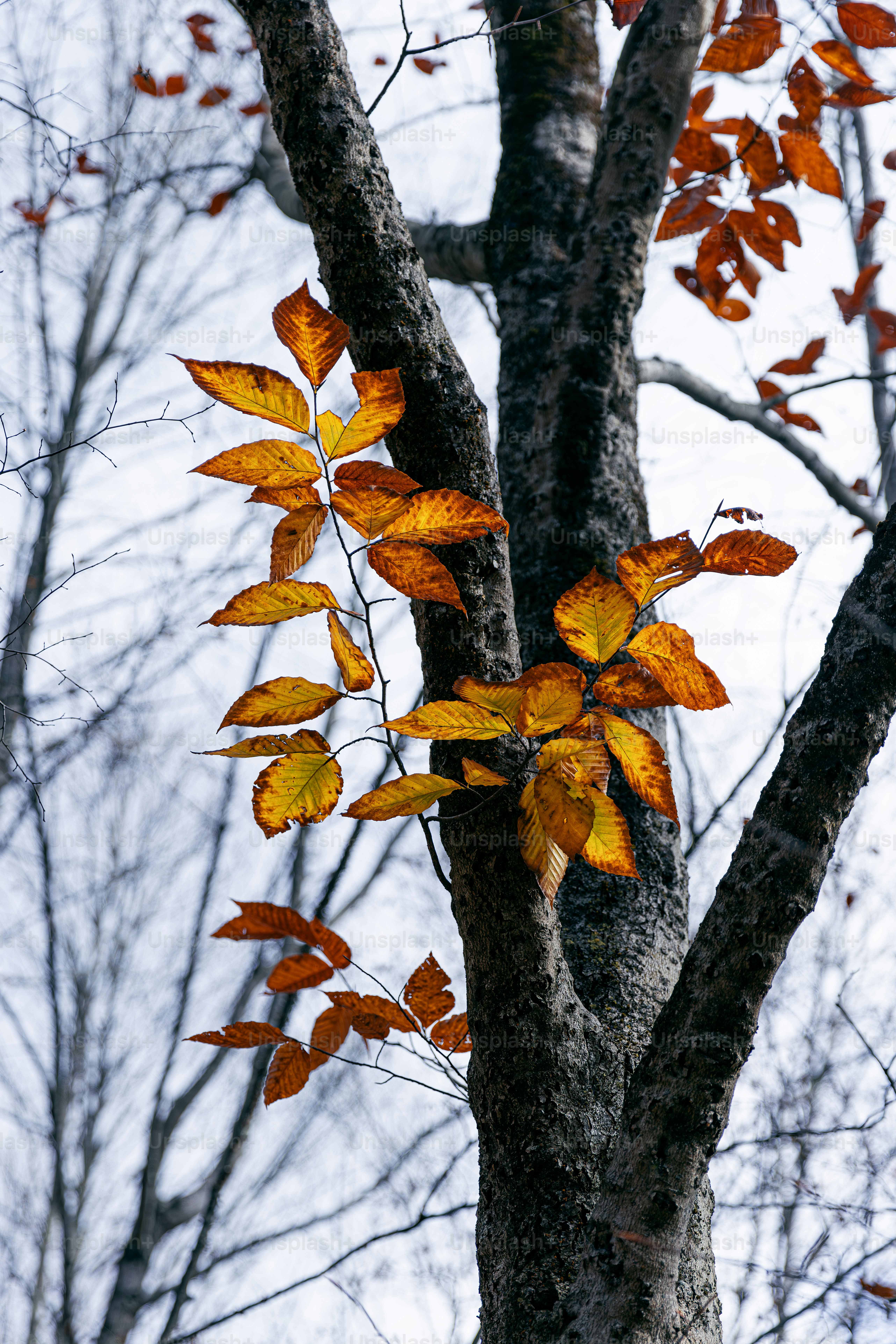 A tree that has some leaves on it