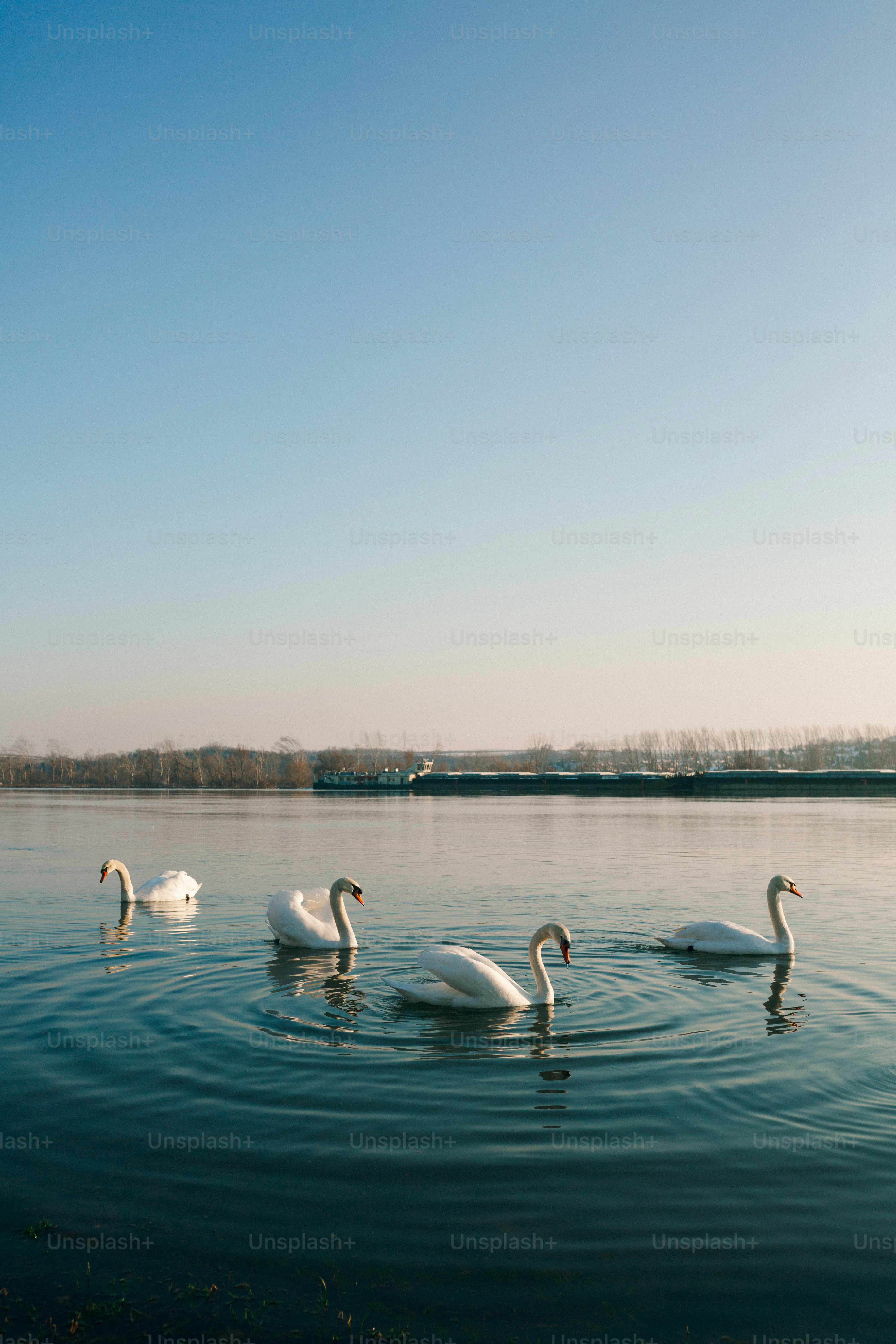 Swanport, South Australia