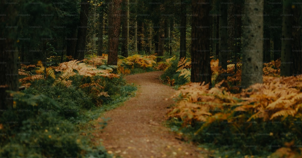 A path through a forest with lots of trees photo – Forest Image on Unsplash