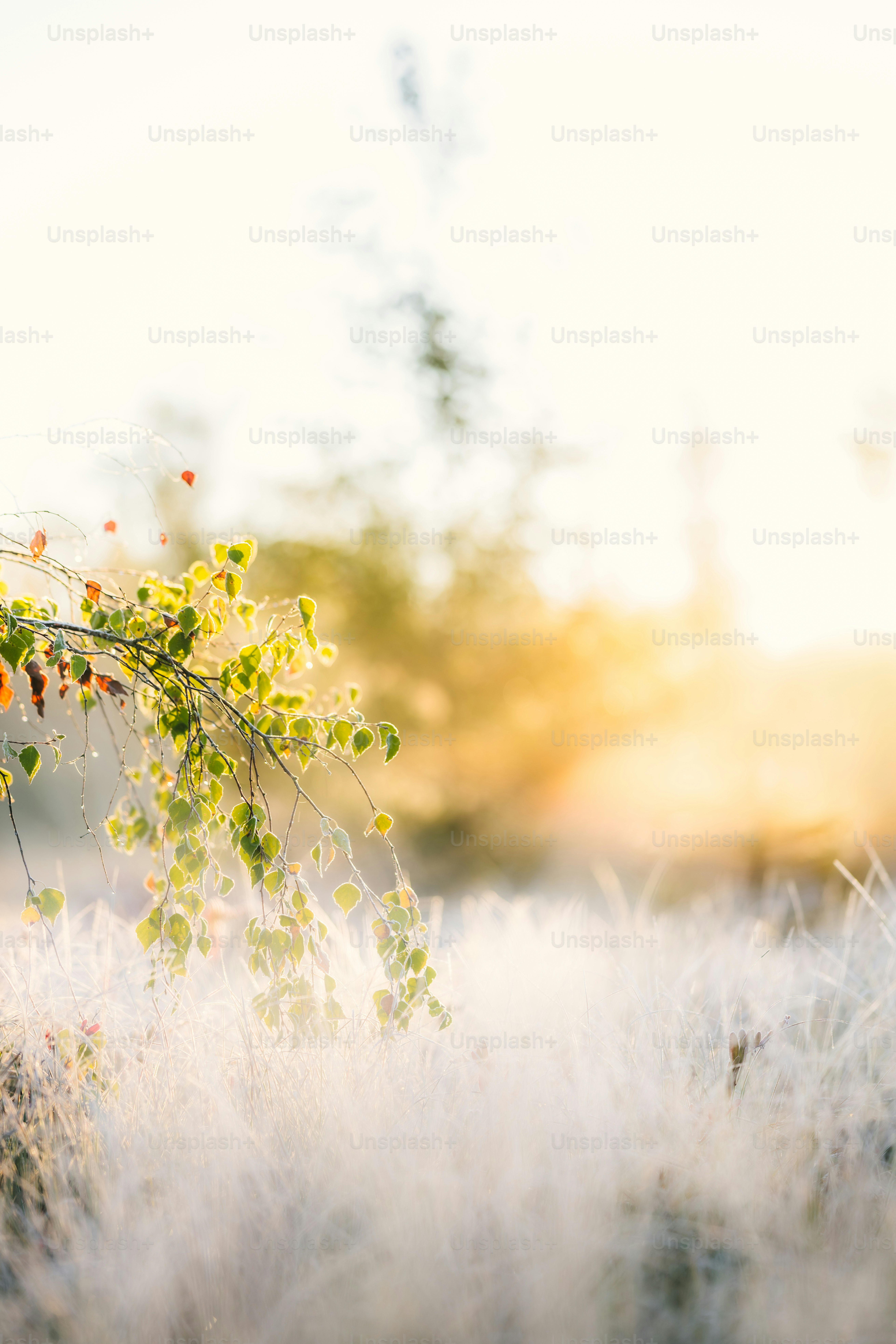 A bush with red flowers in the middle of a field