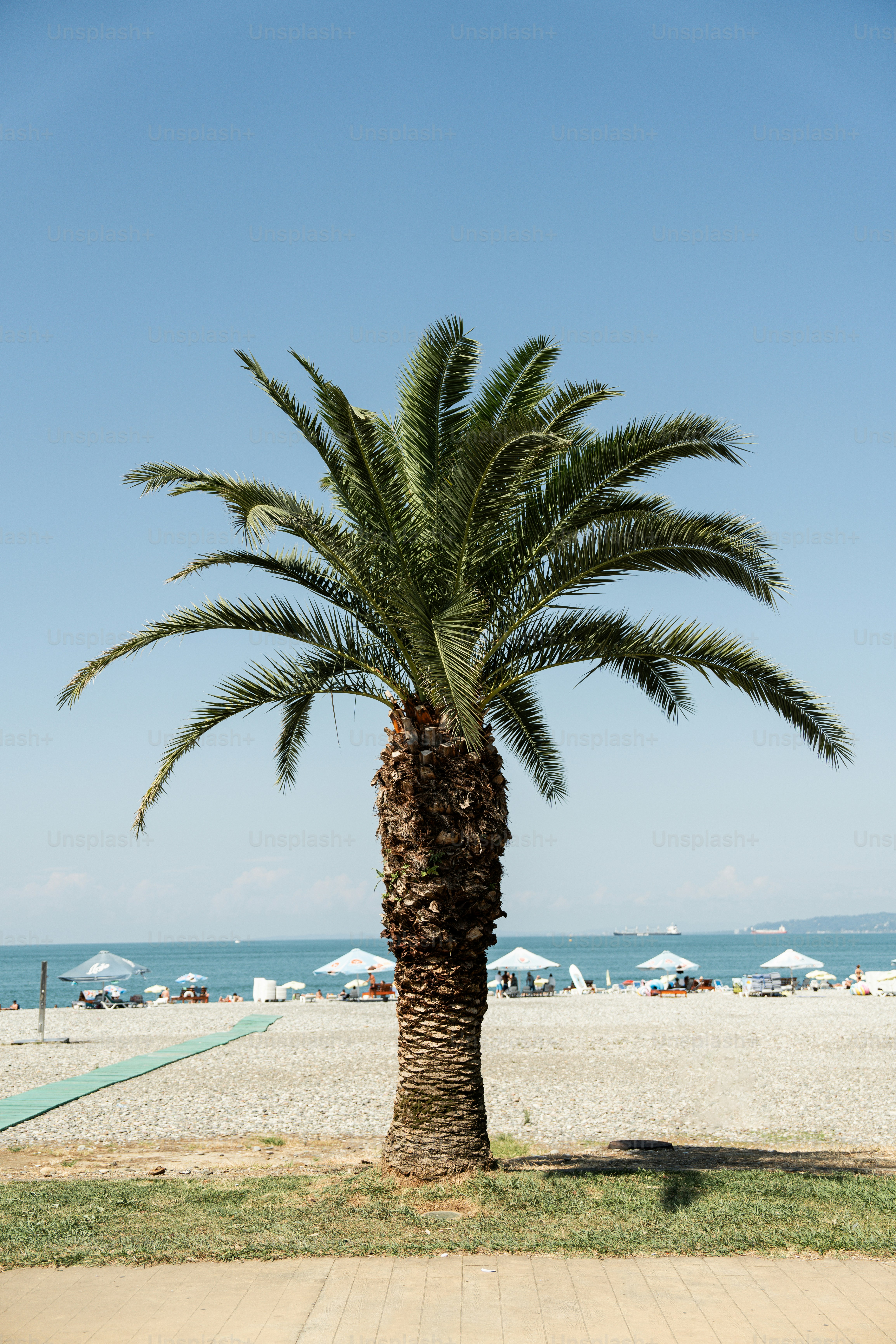 A palm tree sitting on top of a sandy beach