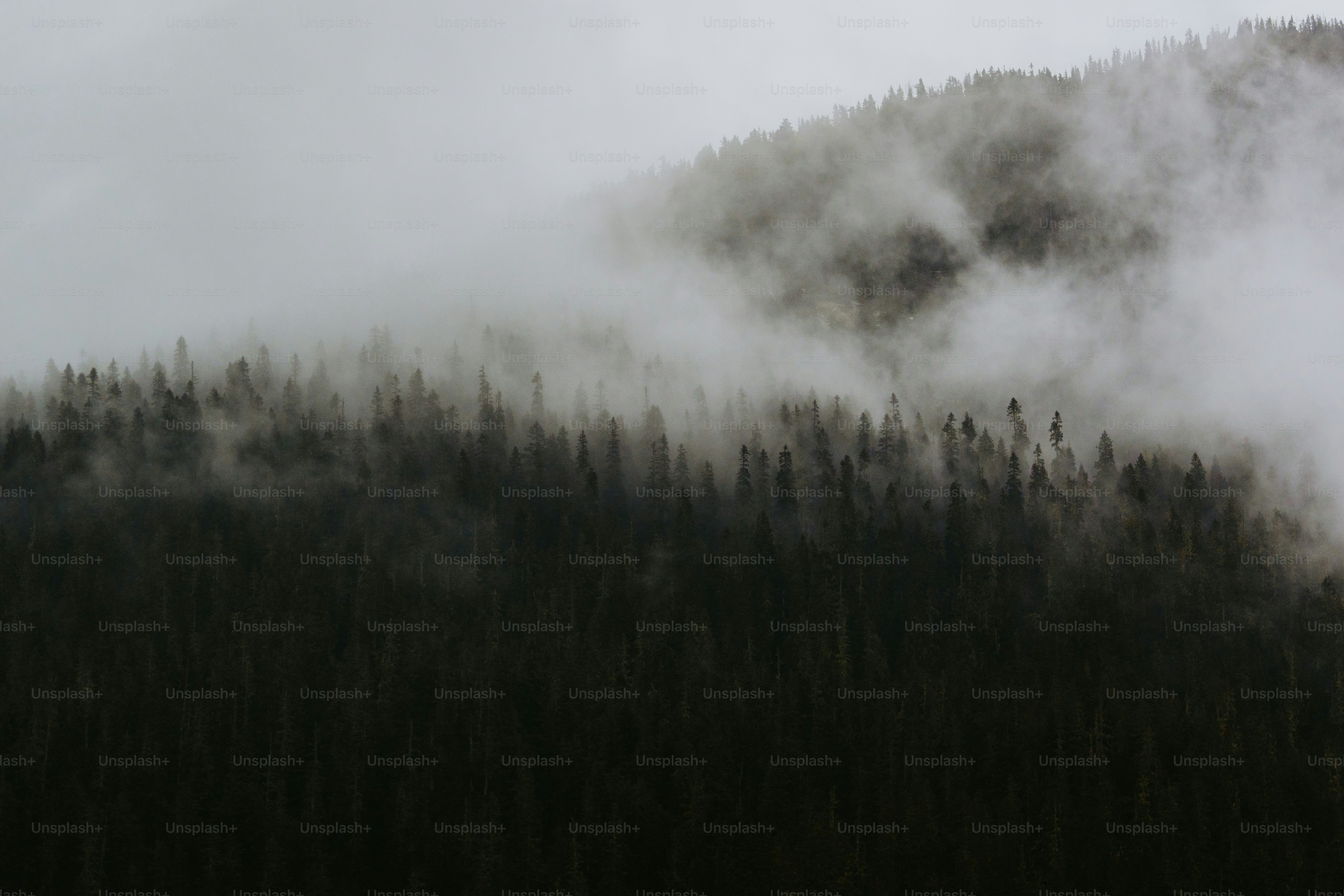 A group of trees that are standing in the grass
