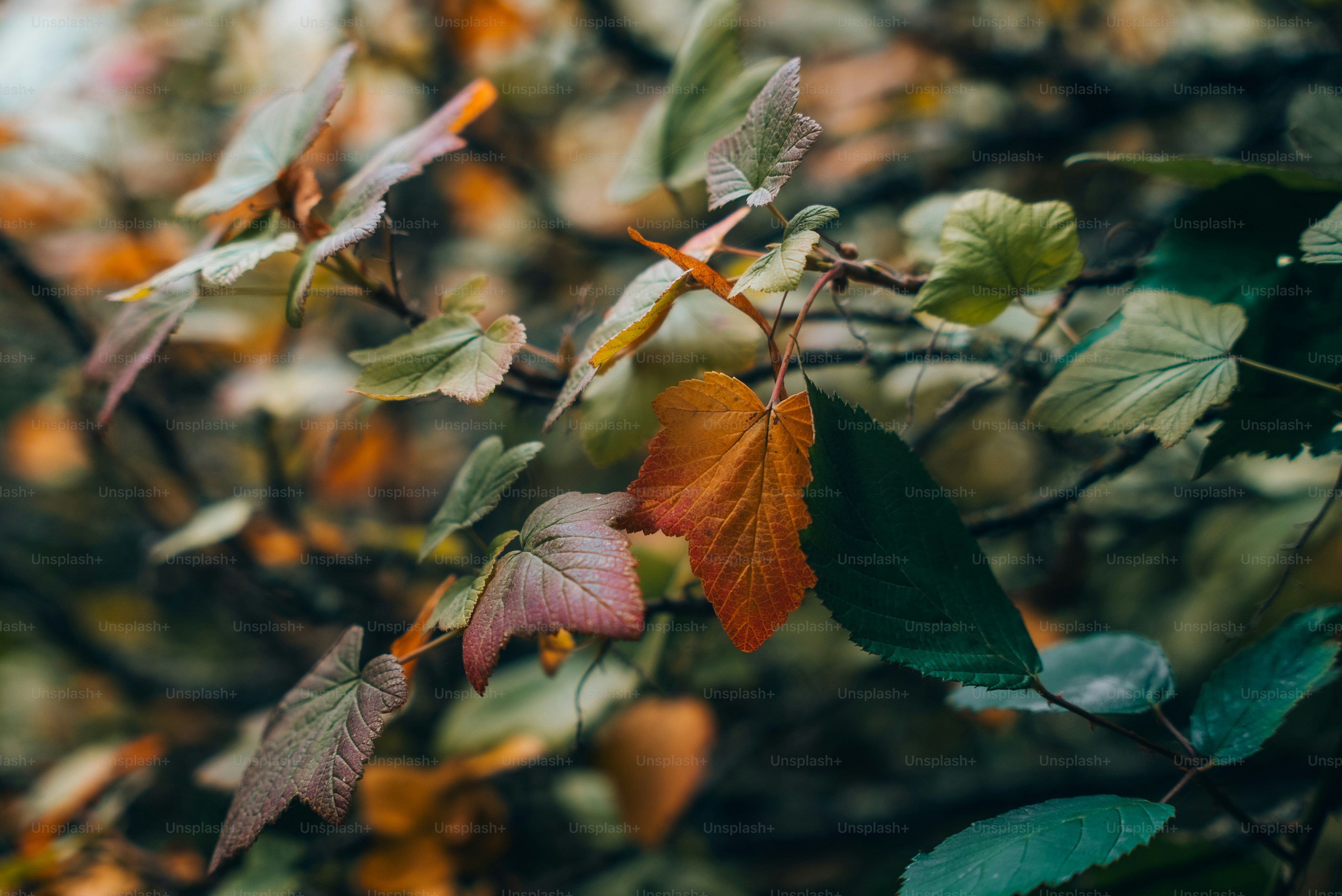 A close up of leaves on a tree