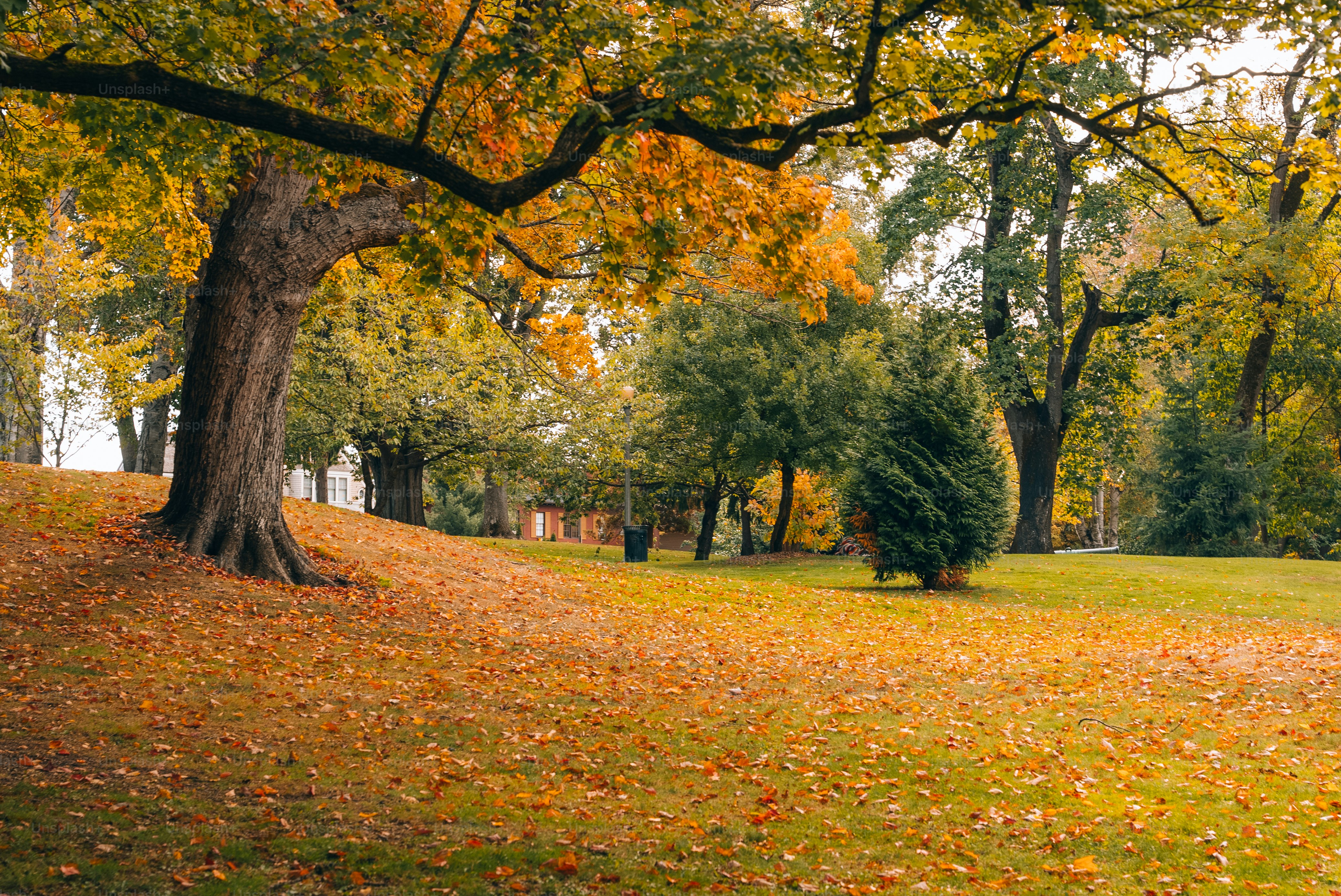 A park filled with lots of trees covered in leaves