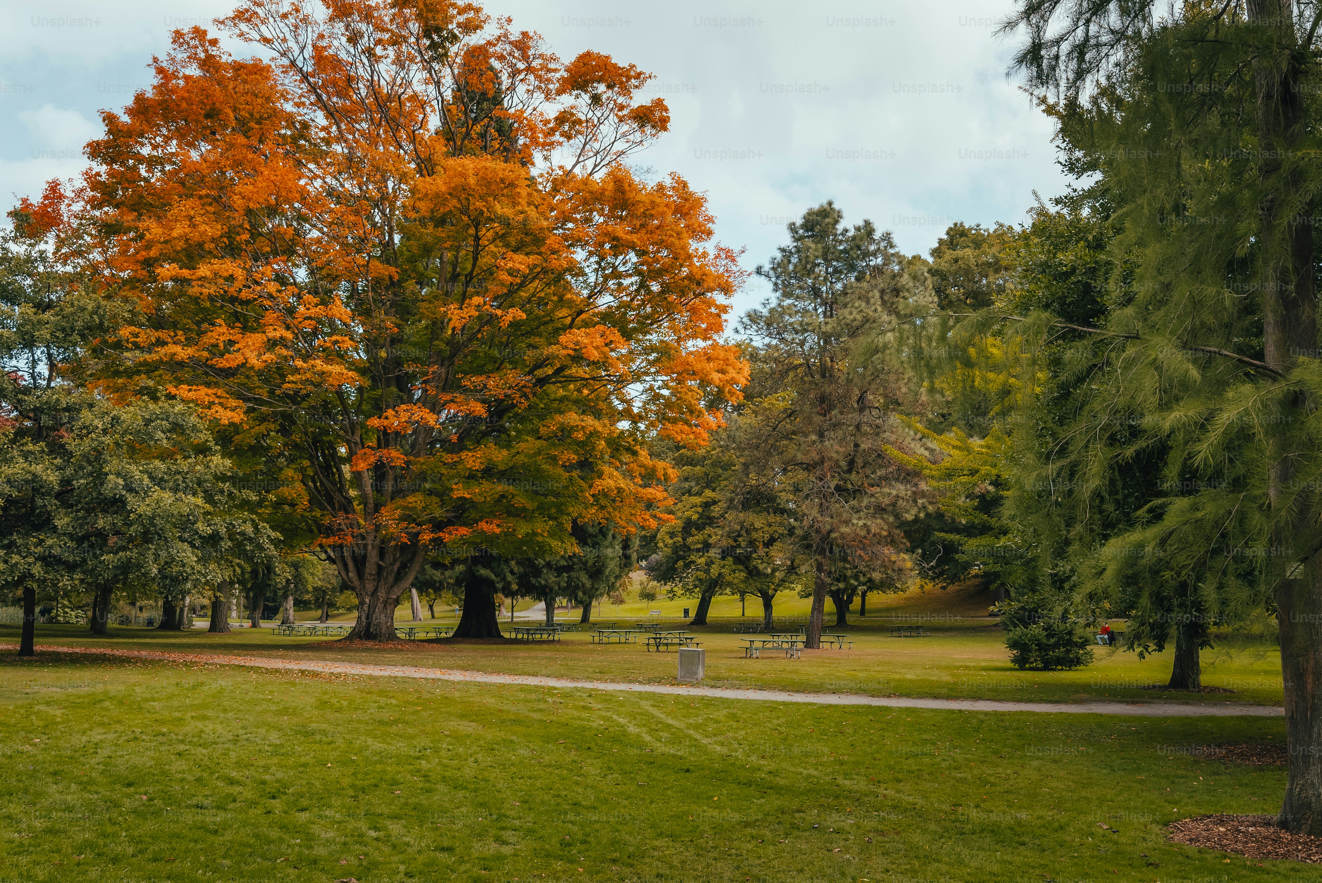 A grassy area with trees and a path