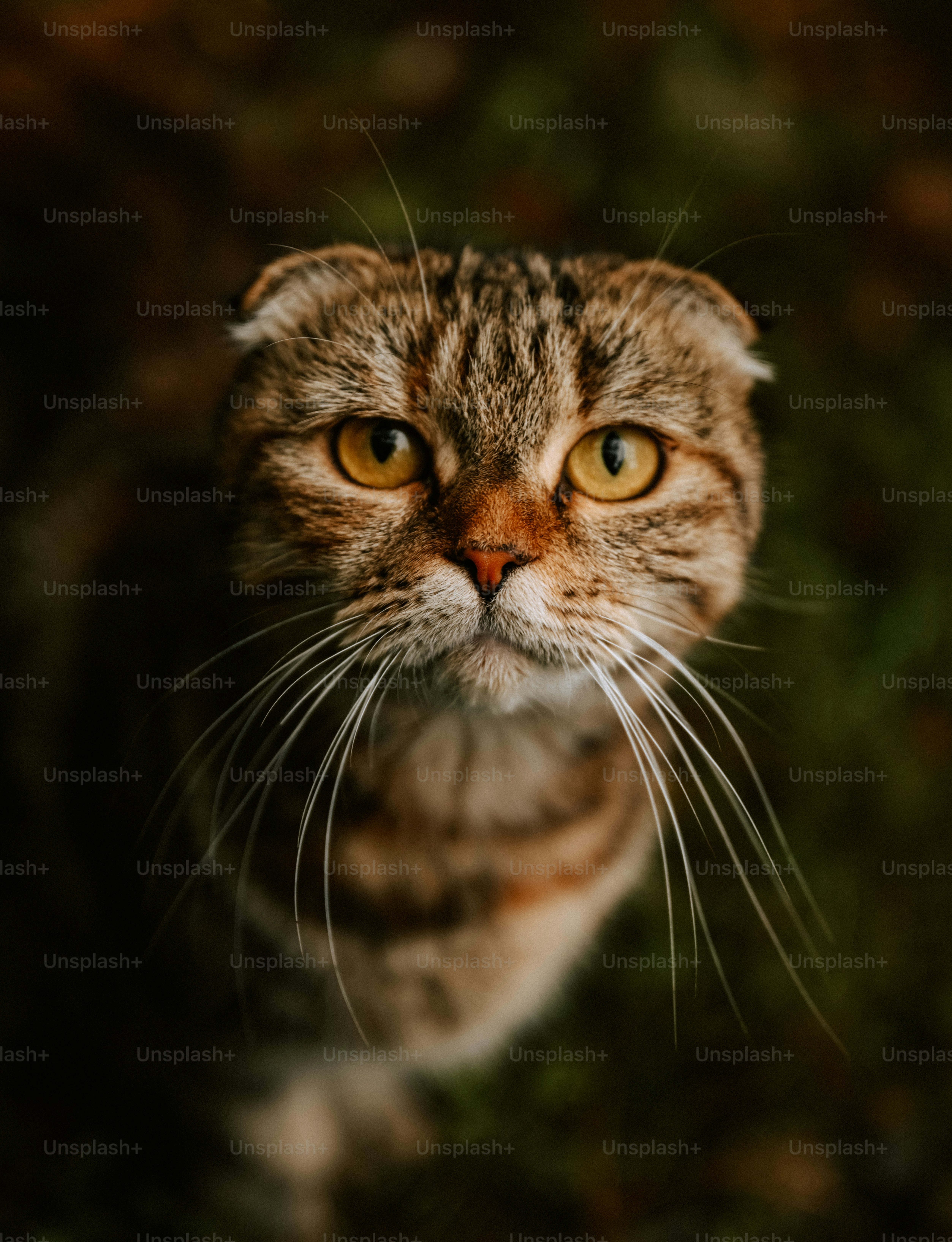 A close up of a cat looking up at the camera