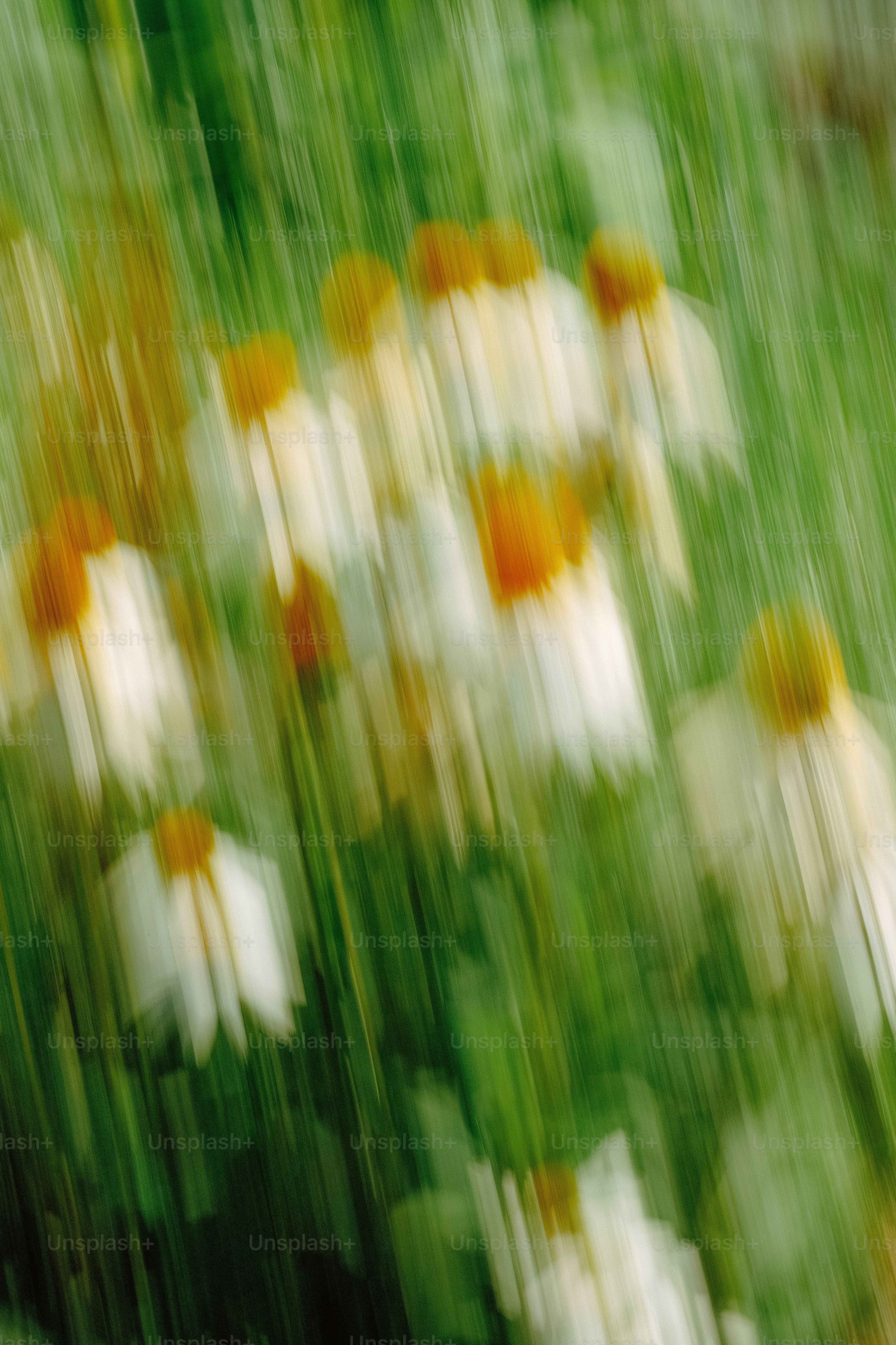 A blurry picture of white and orange flowers